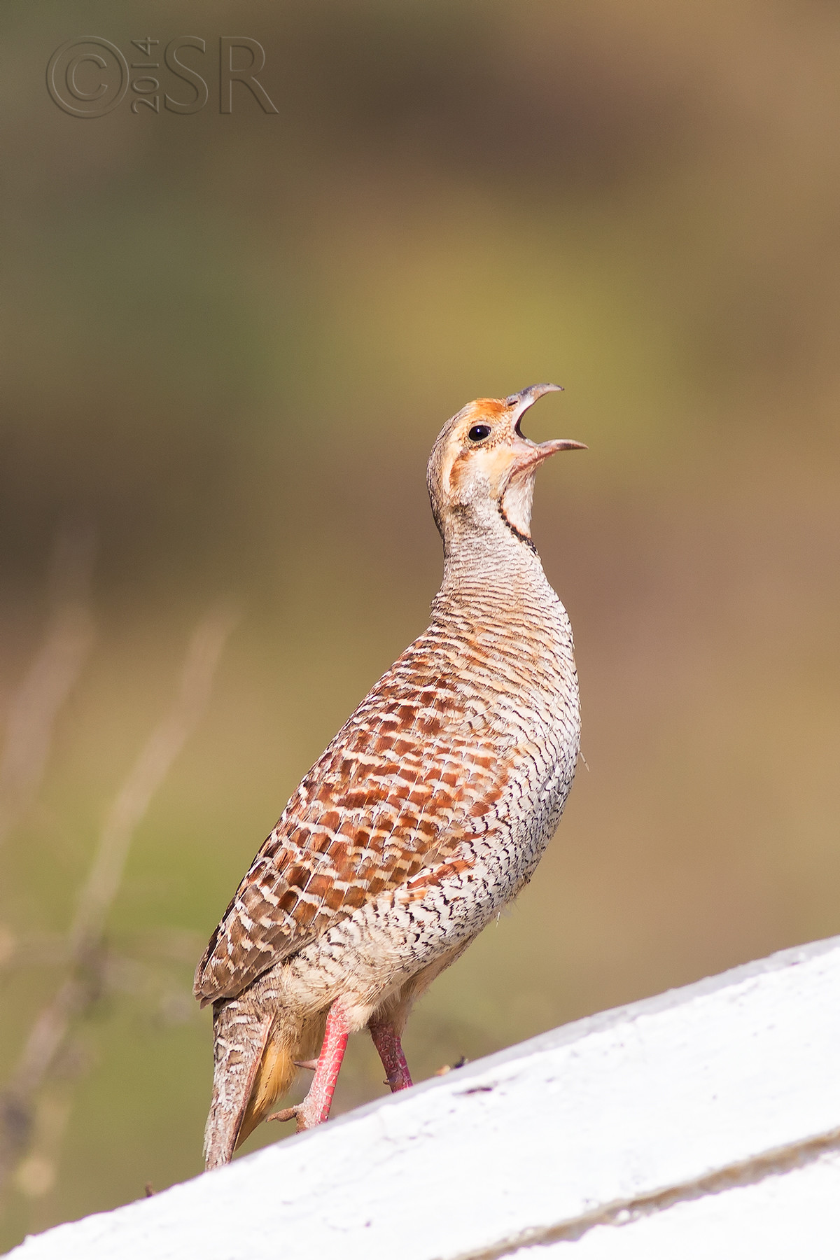 TJ2A0264-grey-francolin