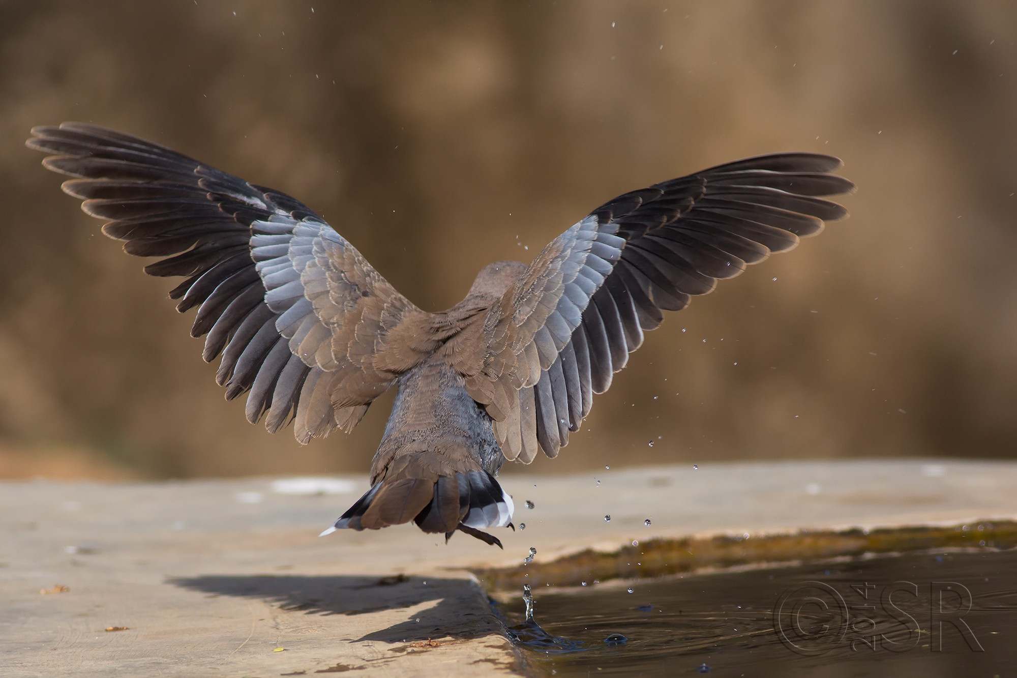 TJ2A0290-laughing-dove-flying-away