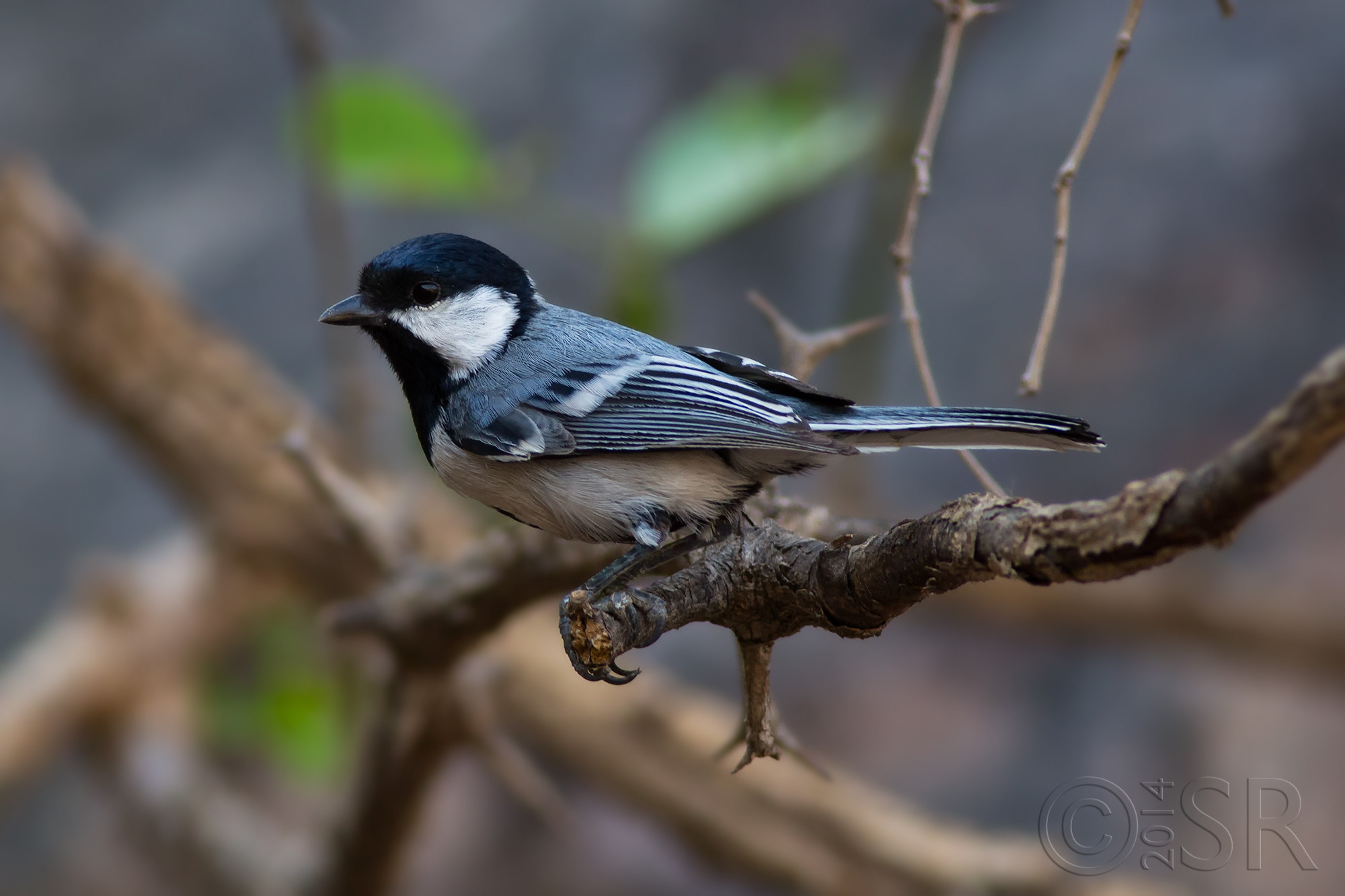 TJ2A0403-cinerous-tit