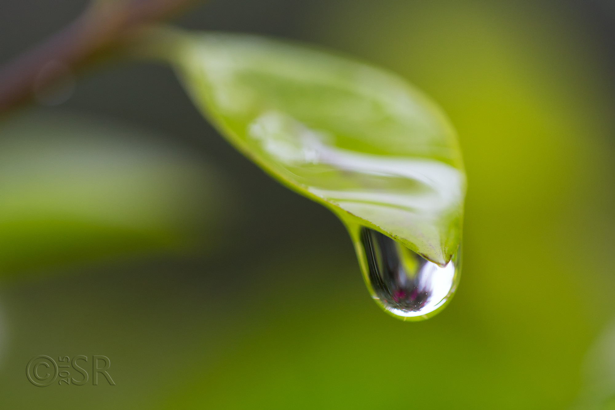 TJ2A0453-leaf-water-drop