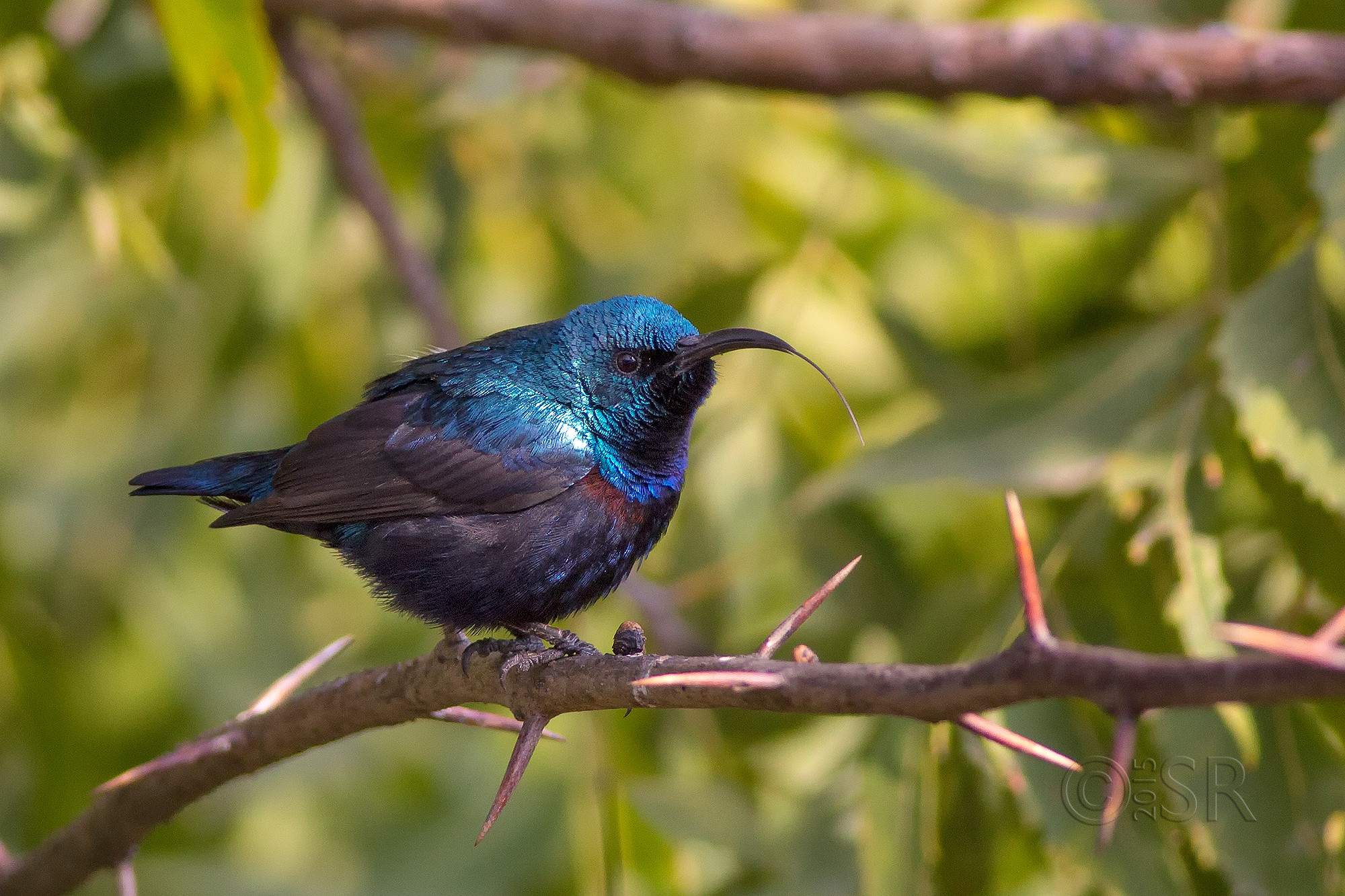 TJ2A0488-sunbird-male