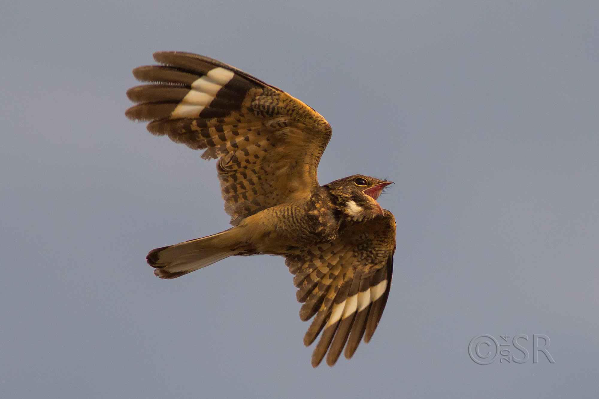 TJ2A0775-savanna-night-jar-flight