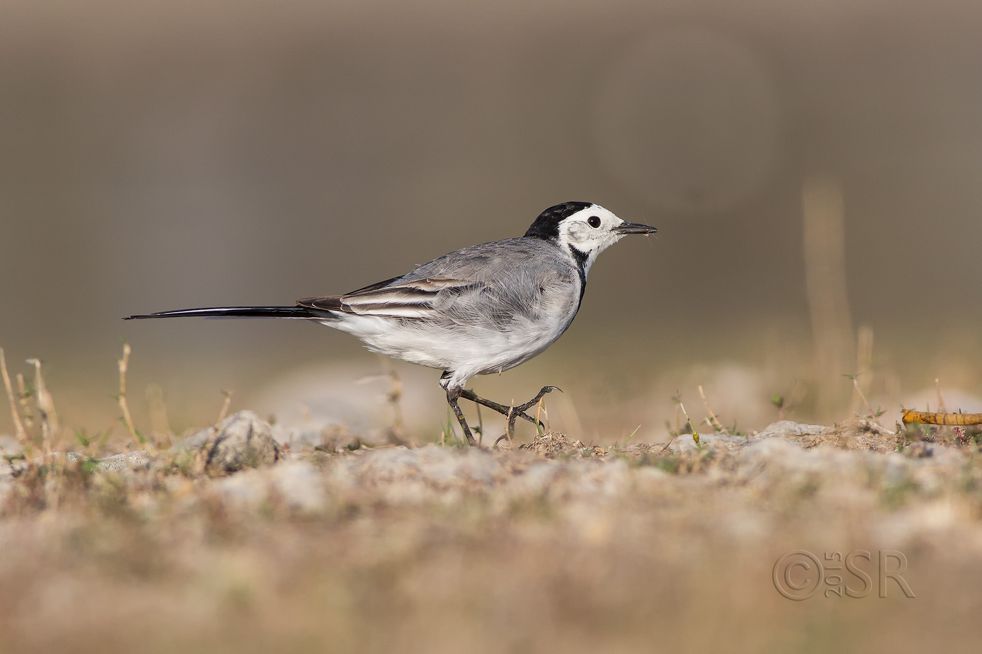 TJ2A1013-white-wagtail