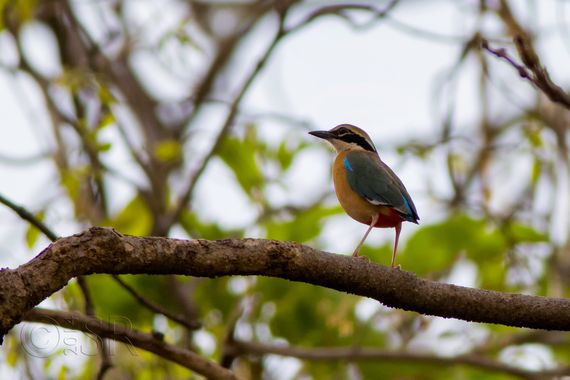 TJ2A1430-indian-pitta