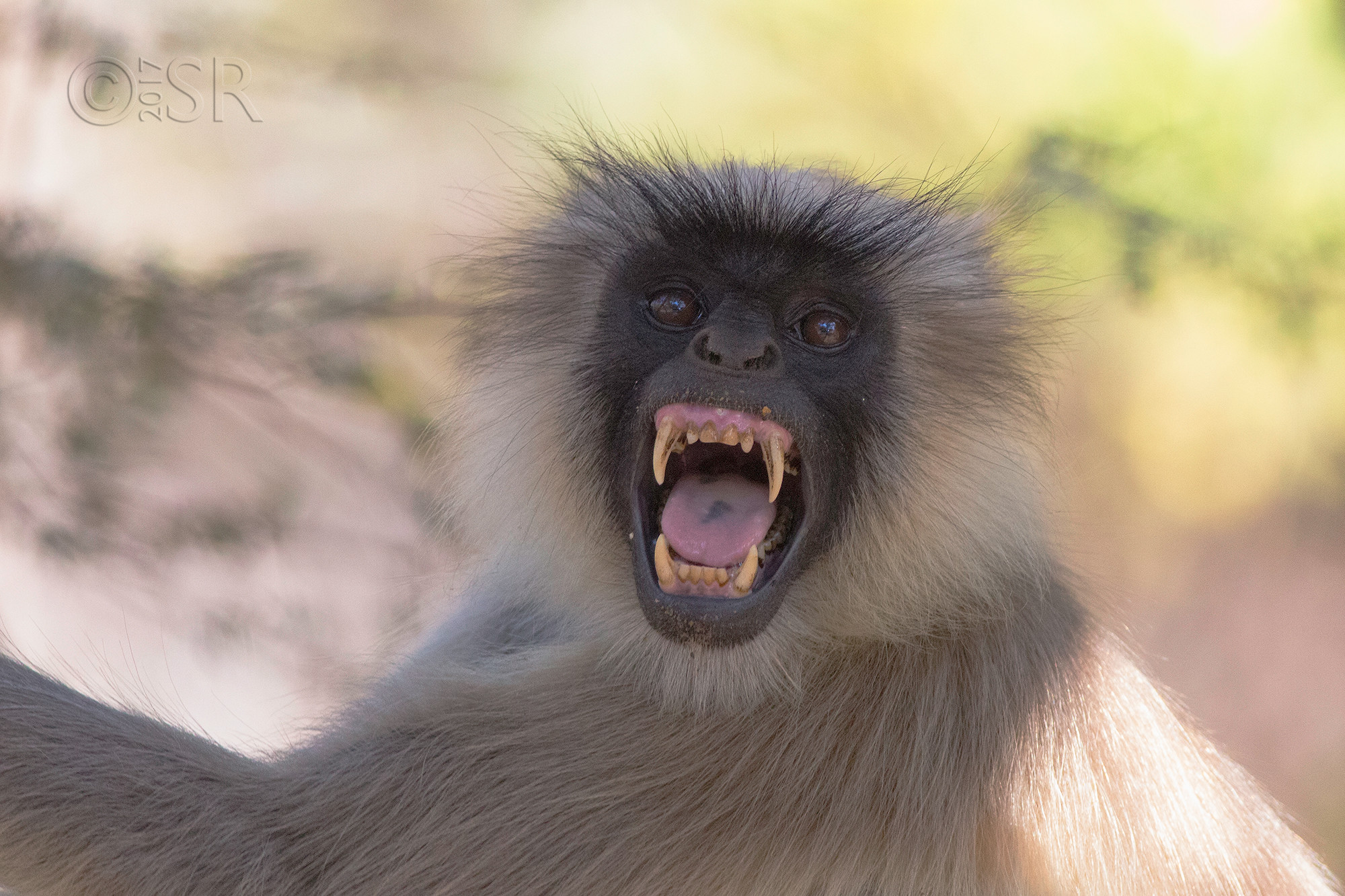 TJ2A1769-langur-angry