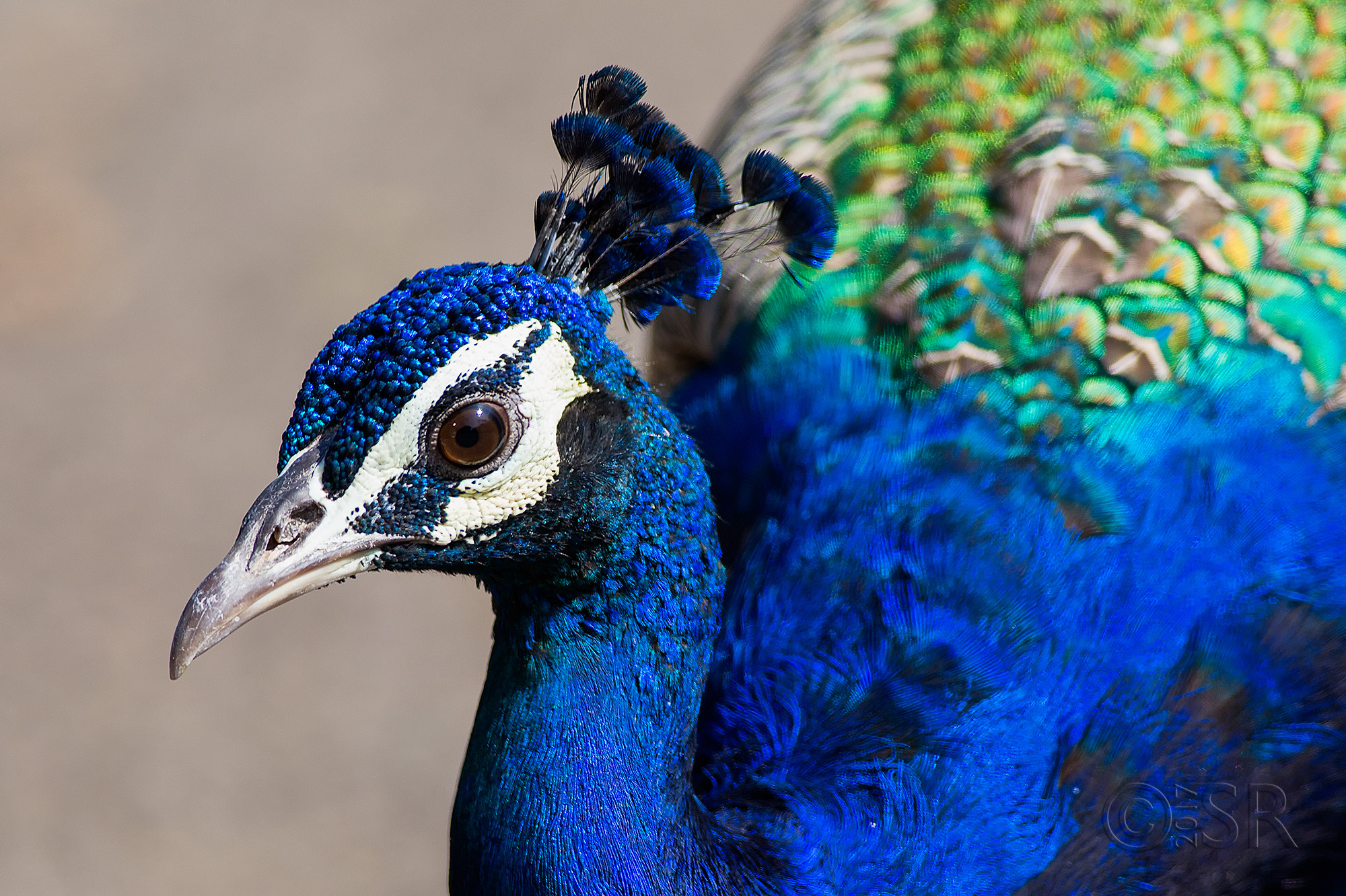 TJ2A1841-peafowl-male
