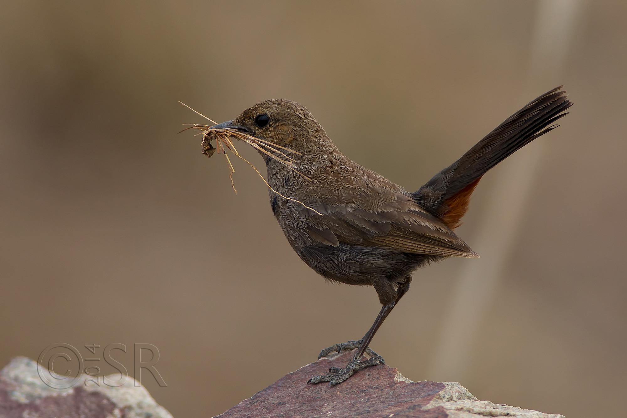 TJ2A1912-indian-robin-female-nesting-material