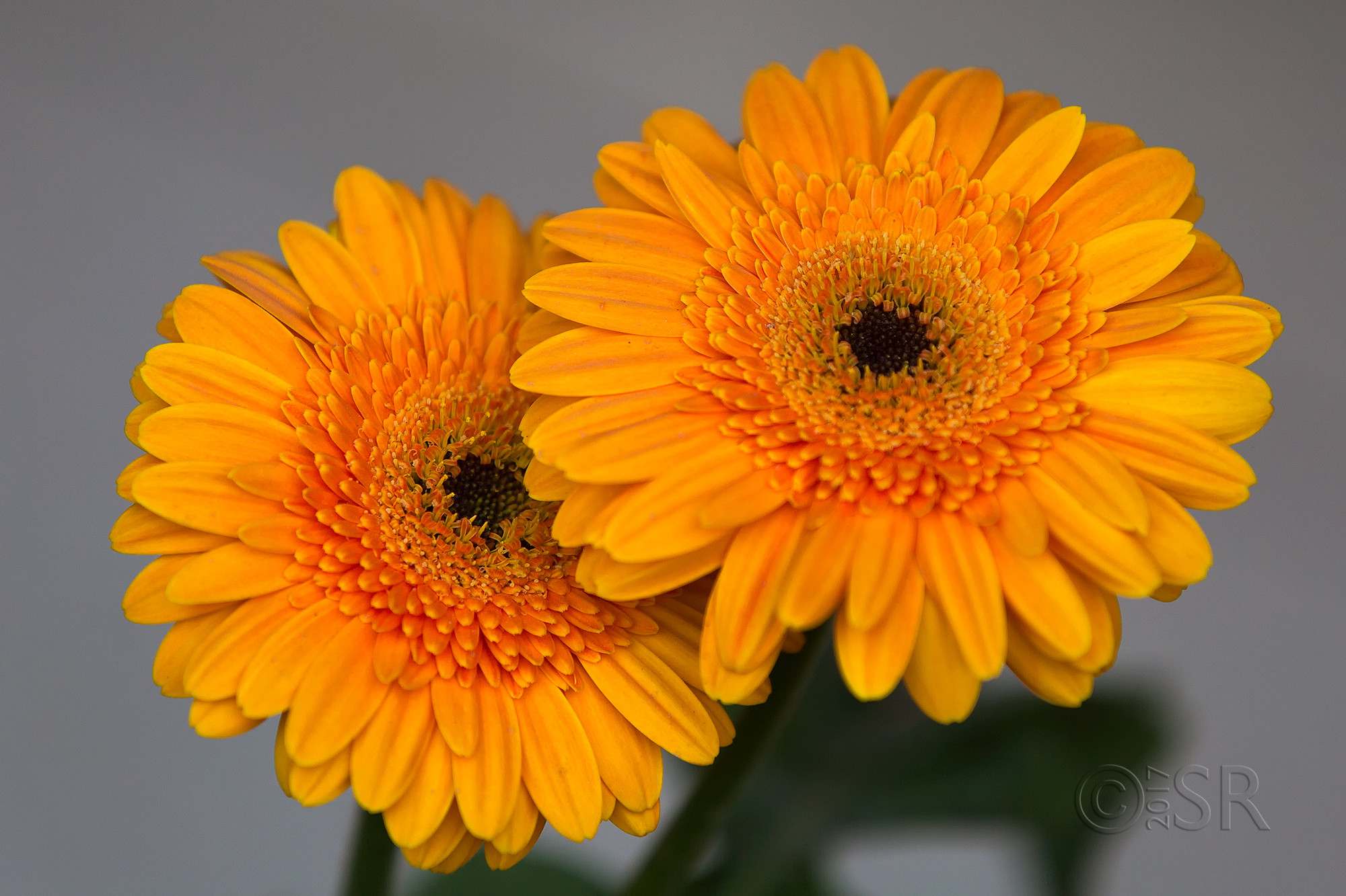 TJ2A2138-gerbera-orange