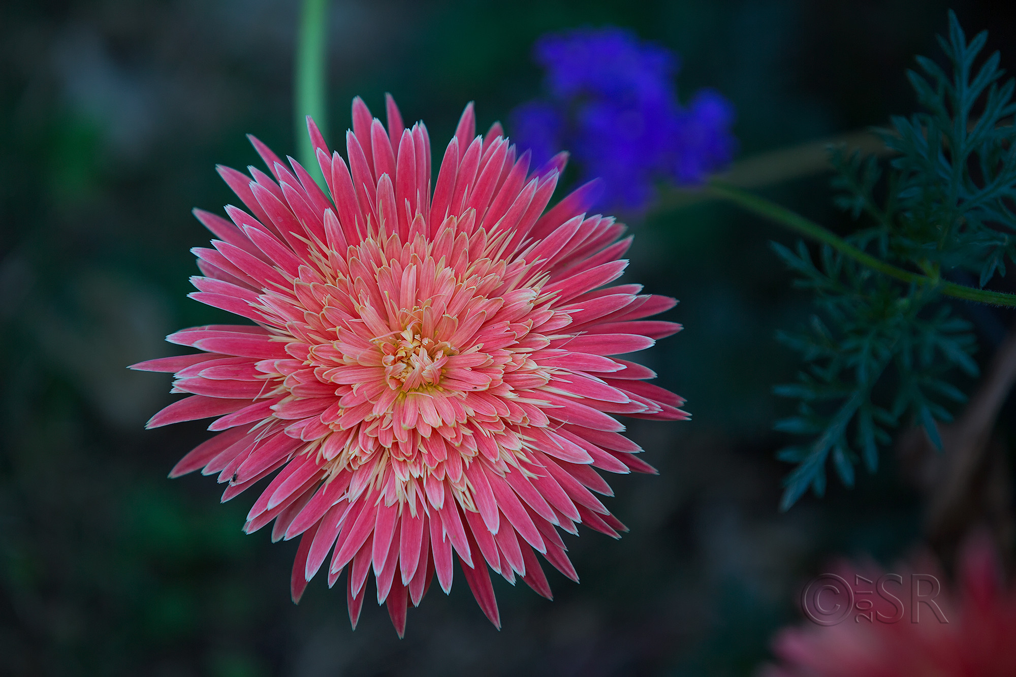 TJ2A2154-pink-gerbera