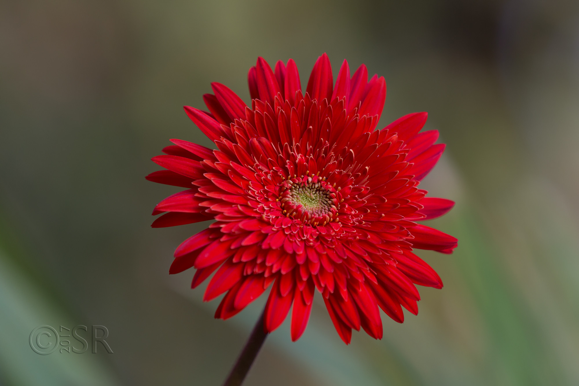 TJ2A2203-red-gerbera