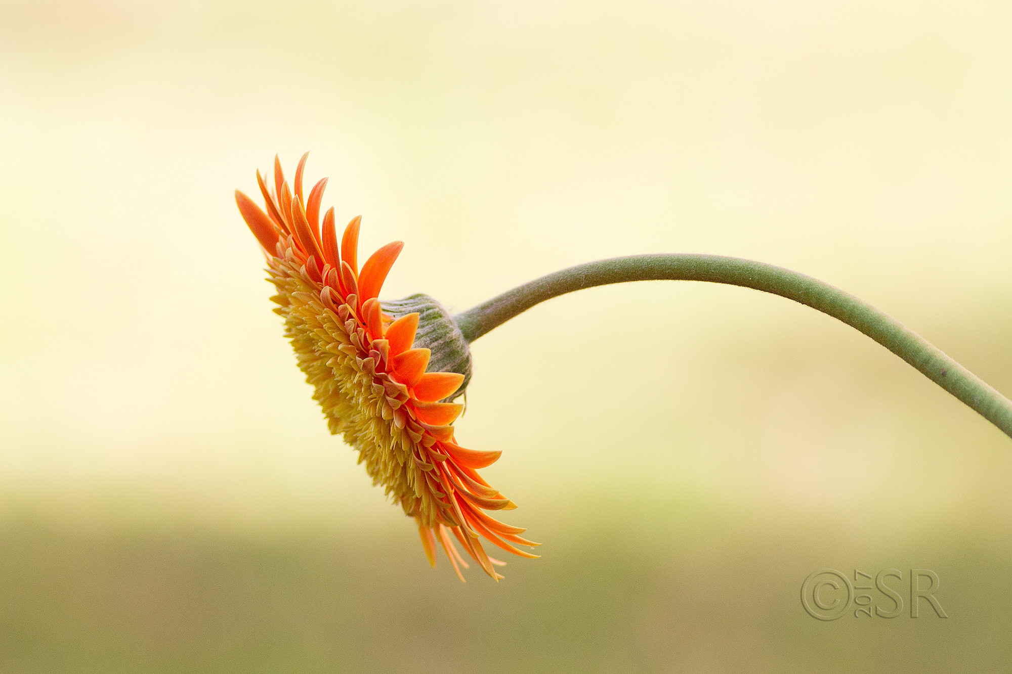 TJ2A2266-gerbera-orange-yellow