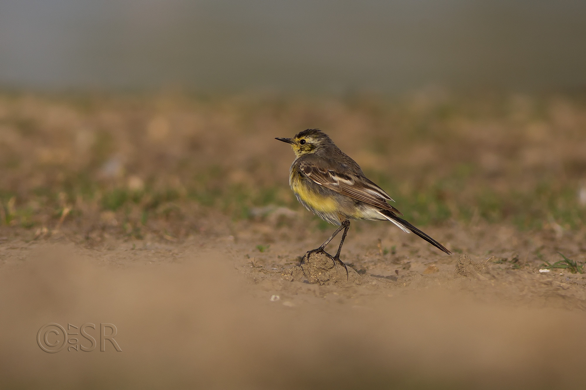 TJ2A2403-wagtail