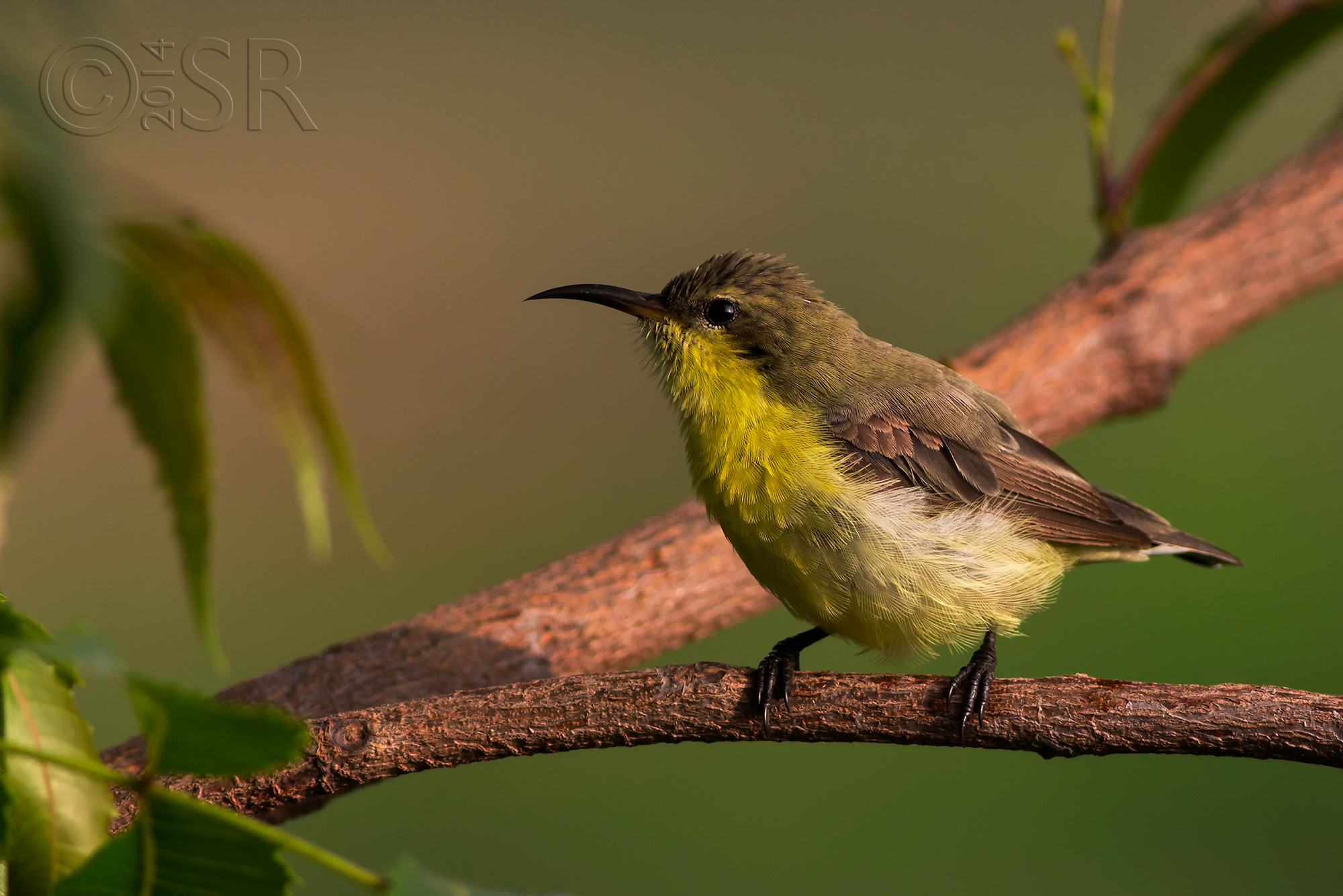 TJ2A2626-sunbird-female