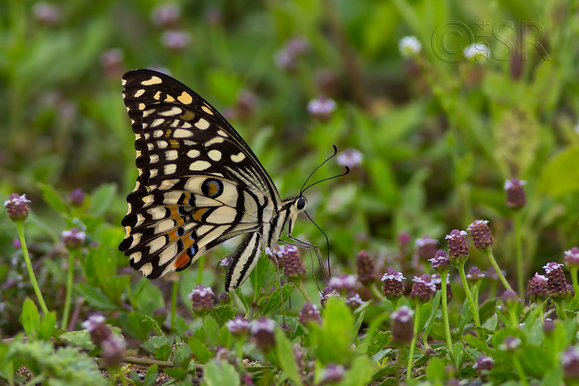 TJ2A2709-lime-butterfly