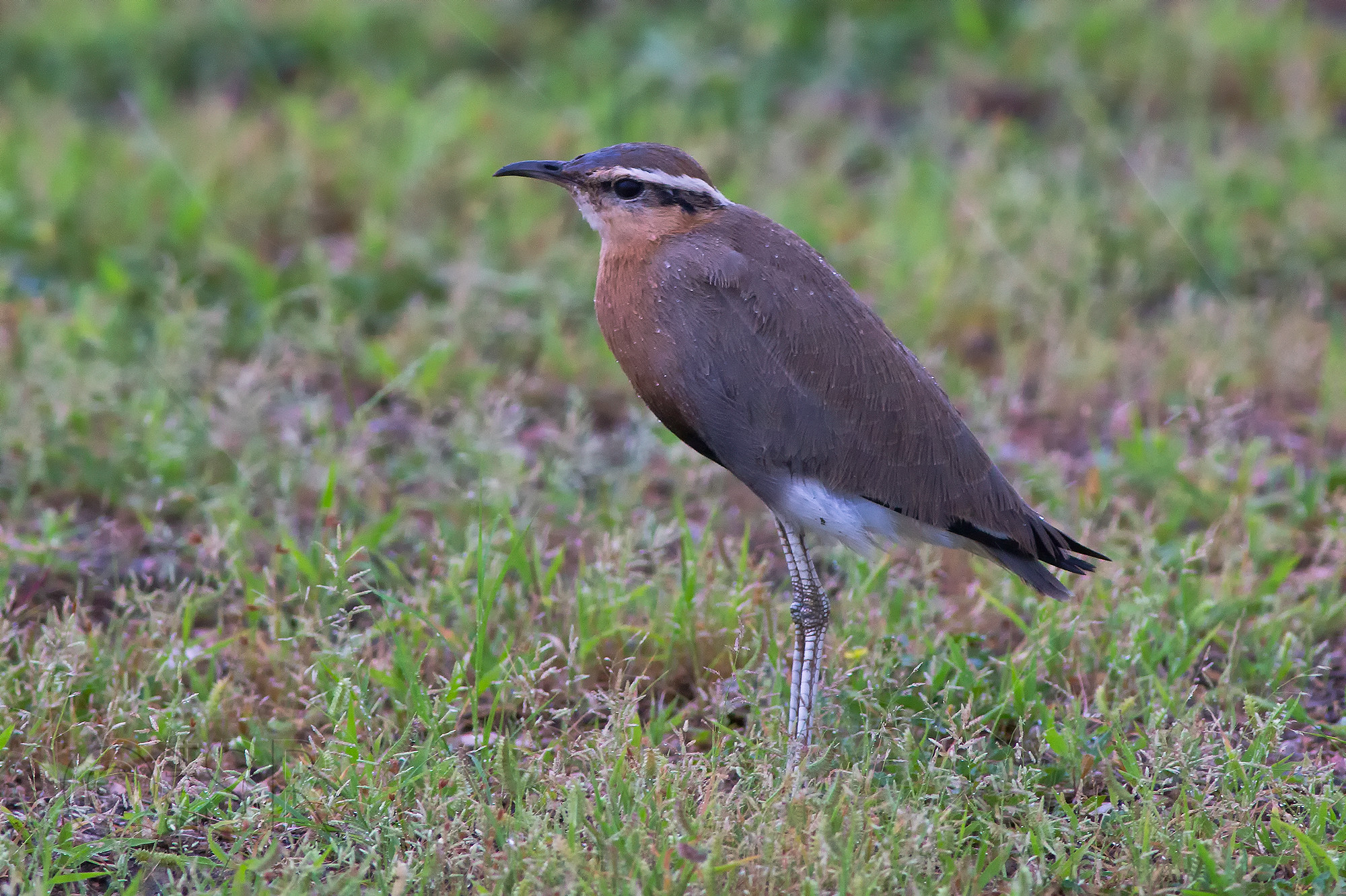 TJ2A2801-indian-courser