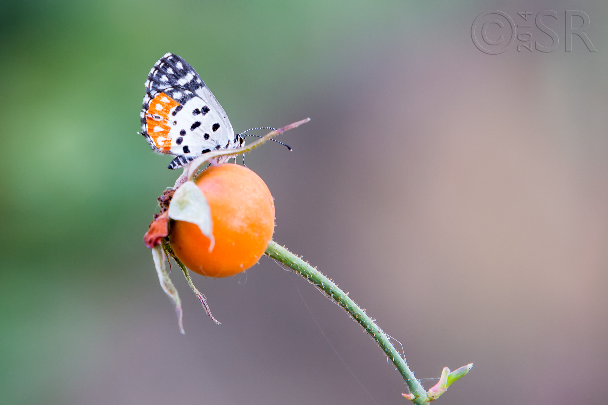 TJ2A2971-butterfly-tomato