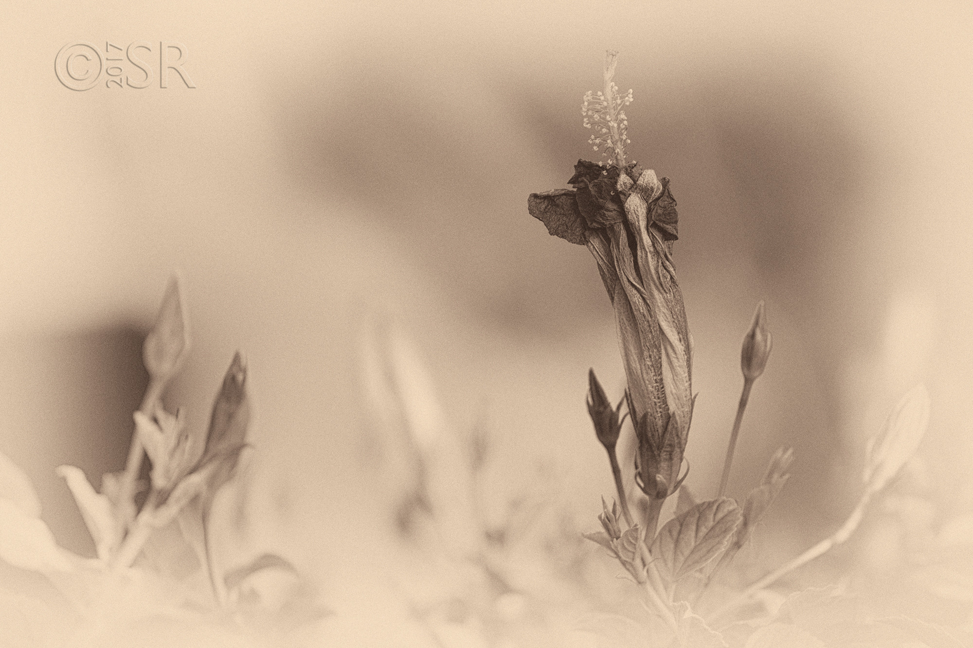 TJ2A3011-hibiscus-vintage