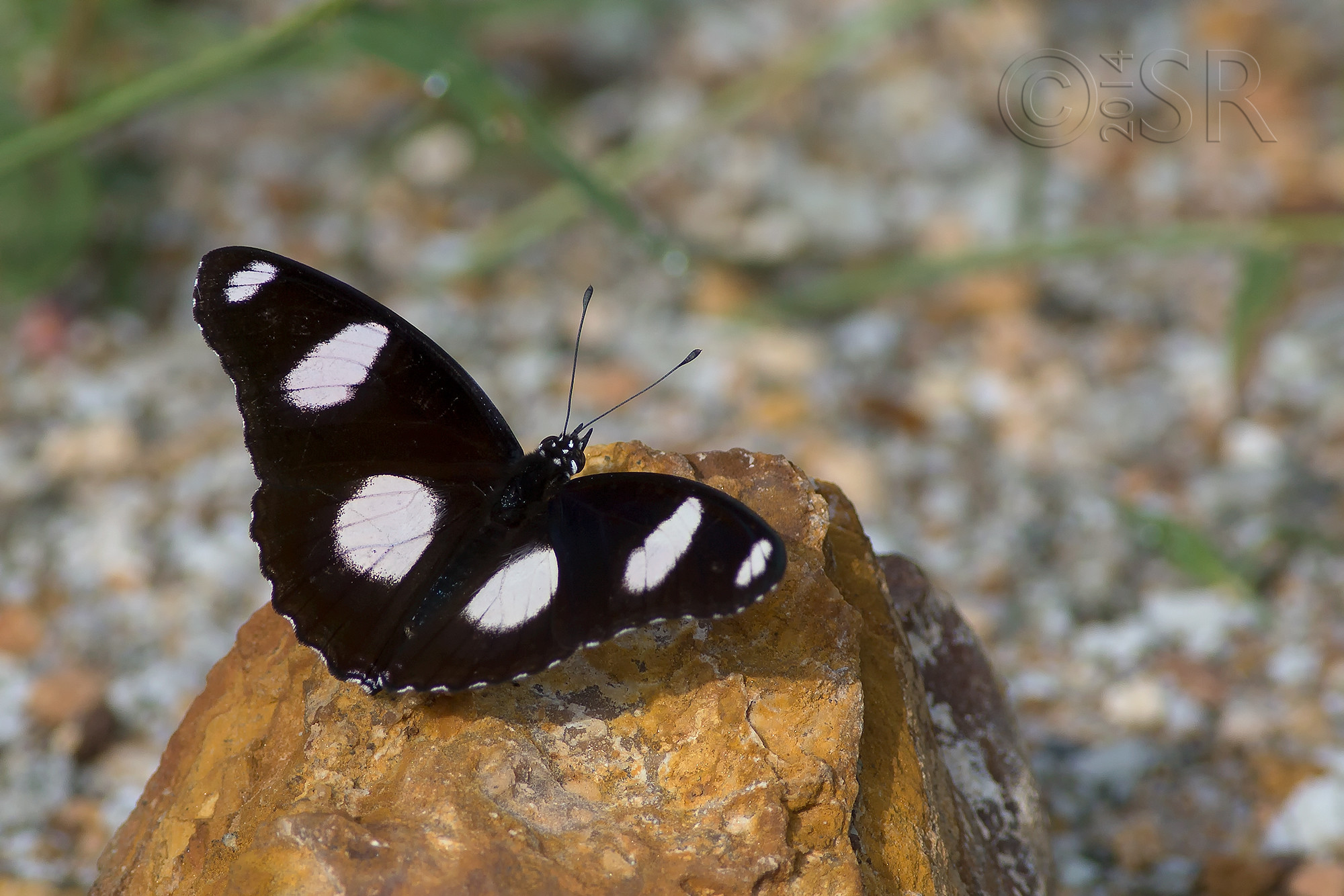 TJ2A3088-great-eggfly