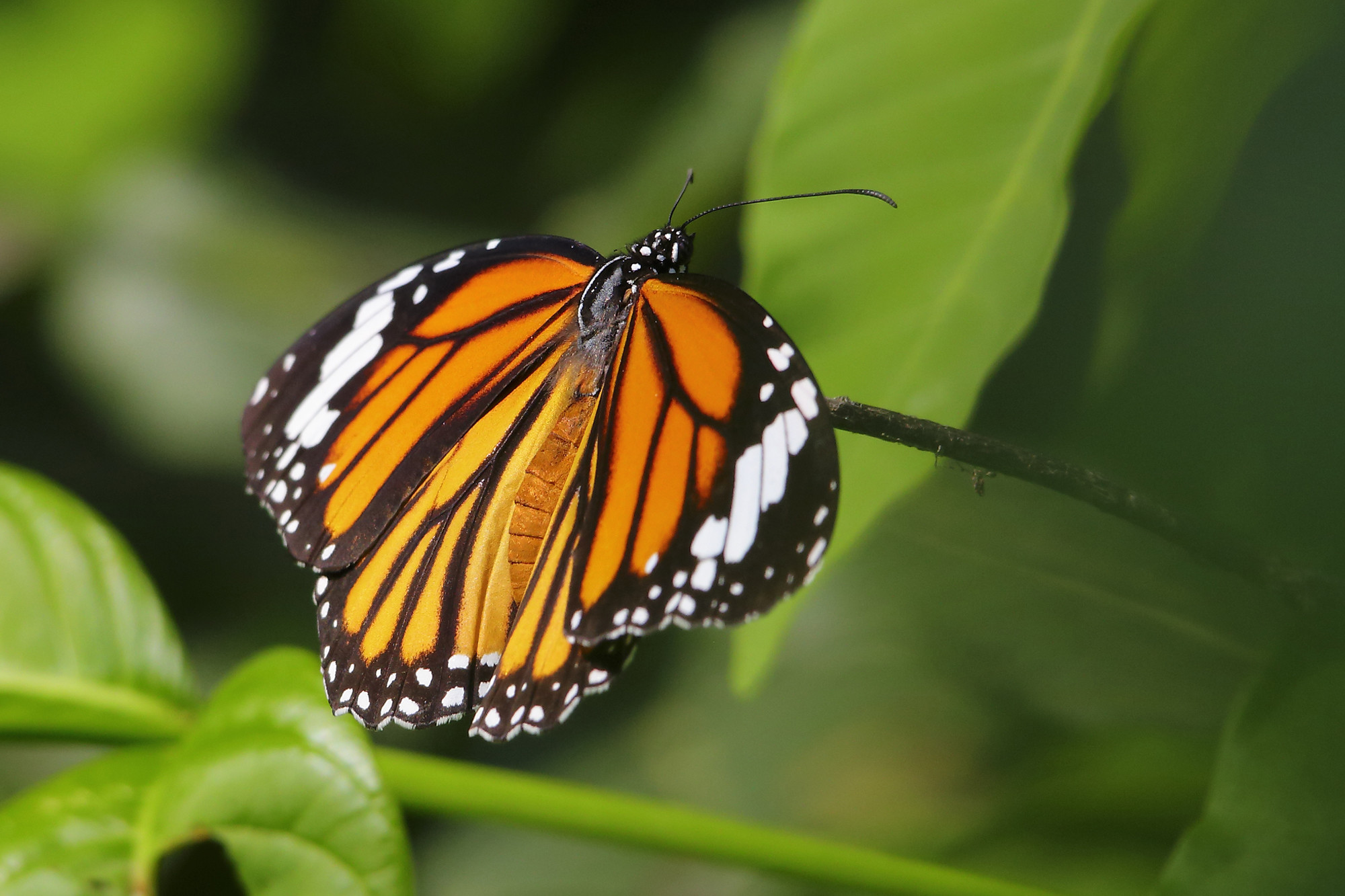 TJ2A3327-butterfly-striped-tiger