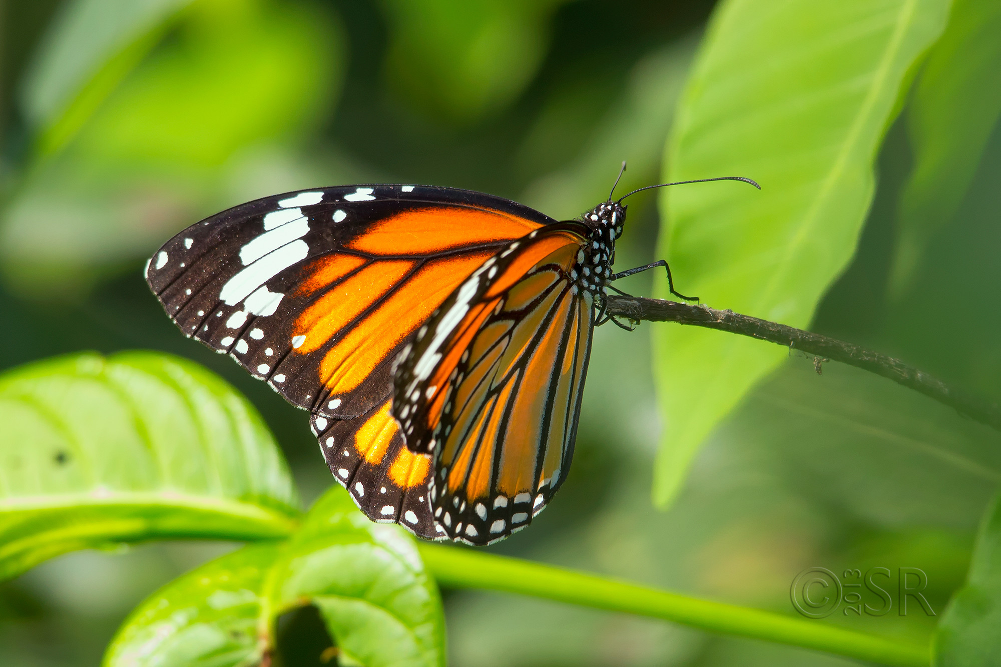 TJ2A3329-striped-tiger-edit-2