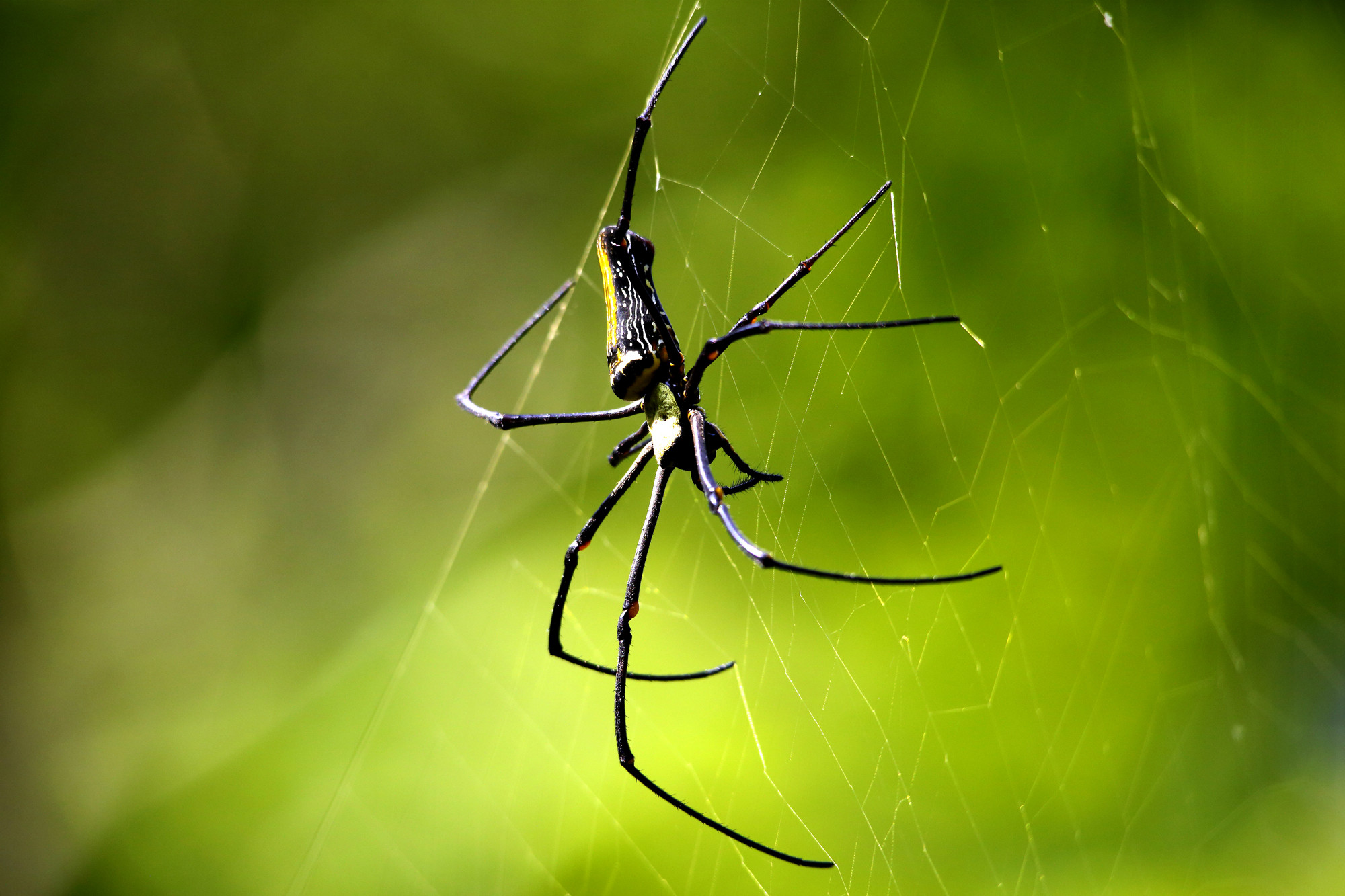 TJ2A3342-wood-spider