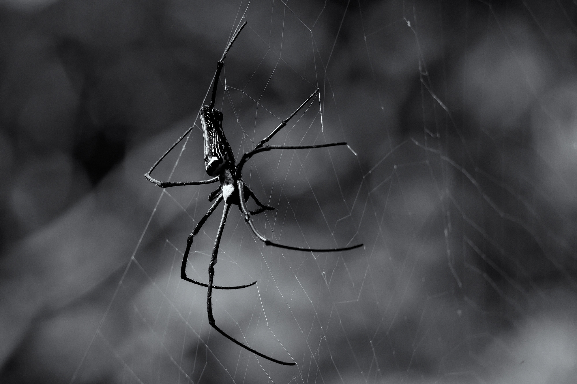 TJ2A3345-giant-wood-spider-bw