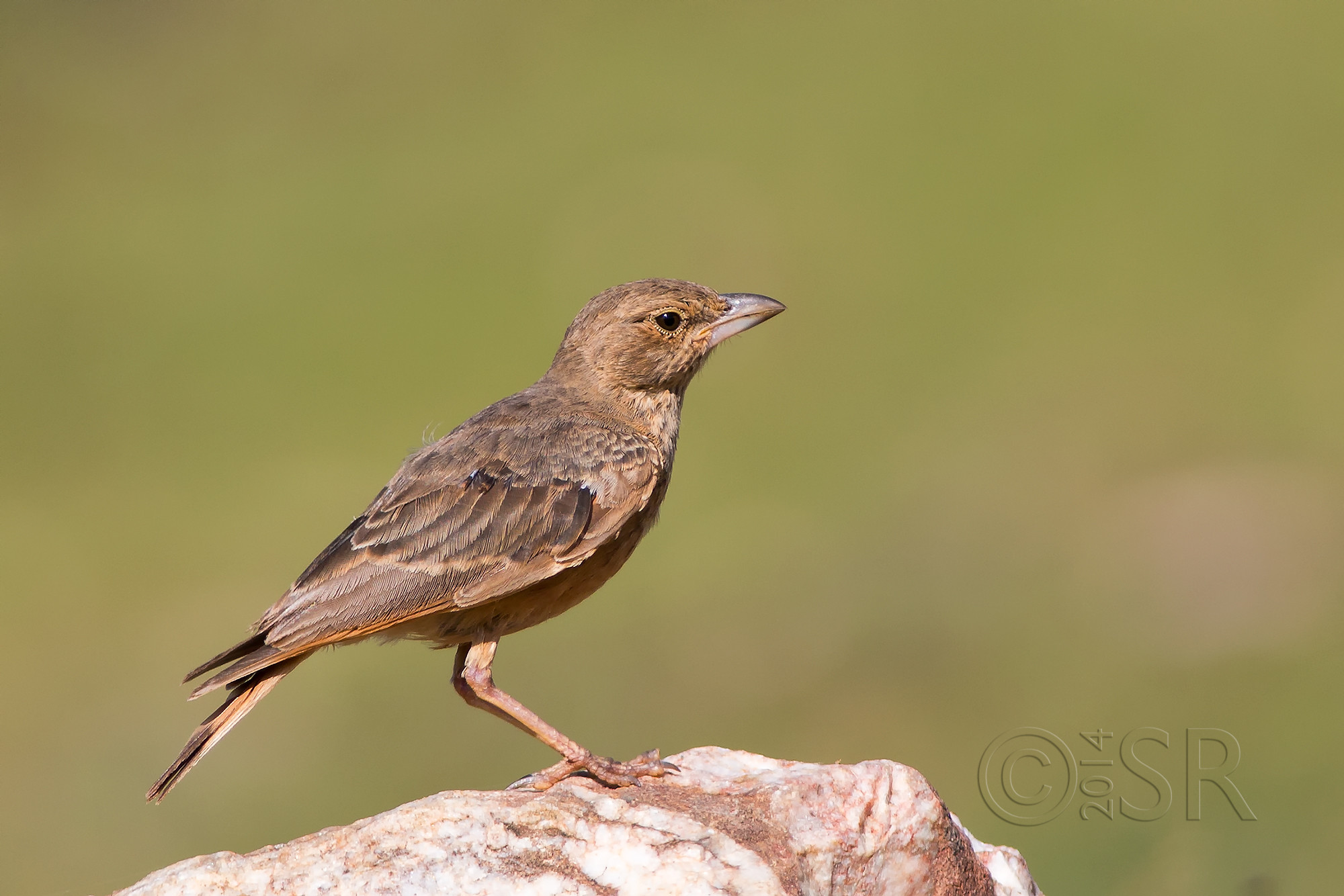 TJ2A3774-roufous-tailed-lark