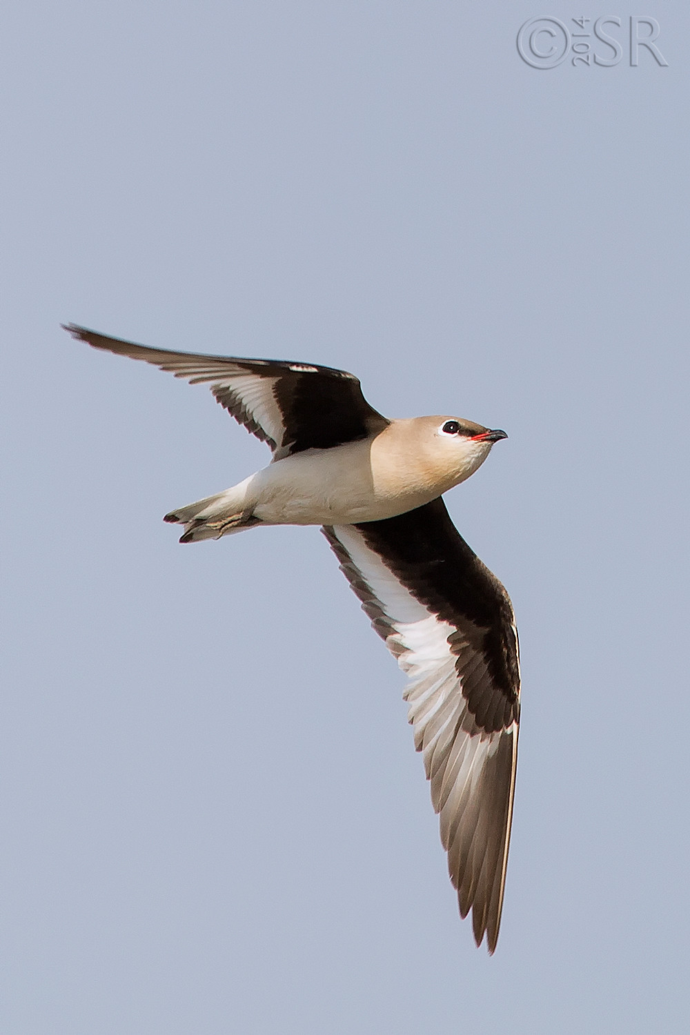 TJ2A3872-small-pratincole-flight