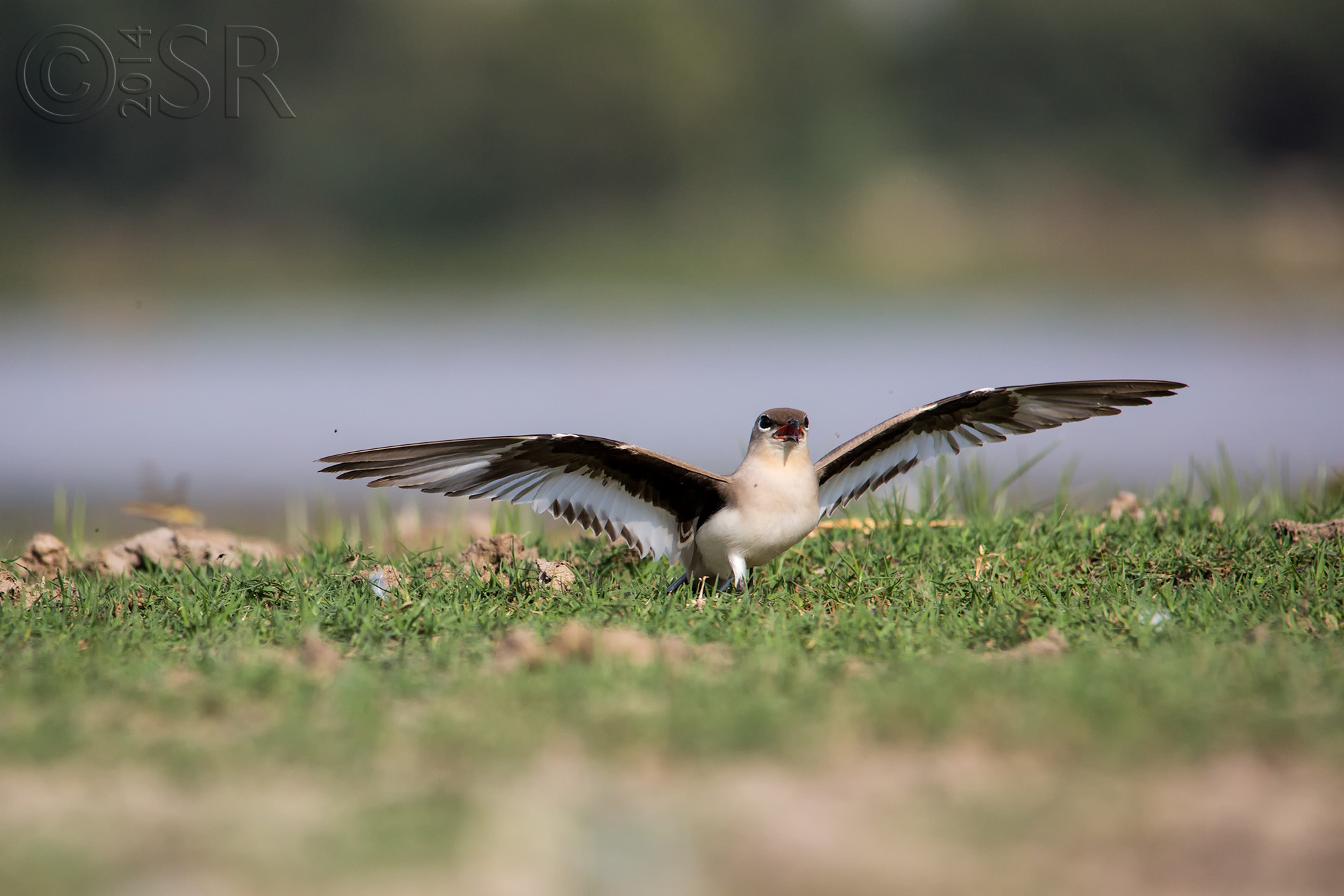 TJ2A3930-small-pratincole