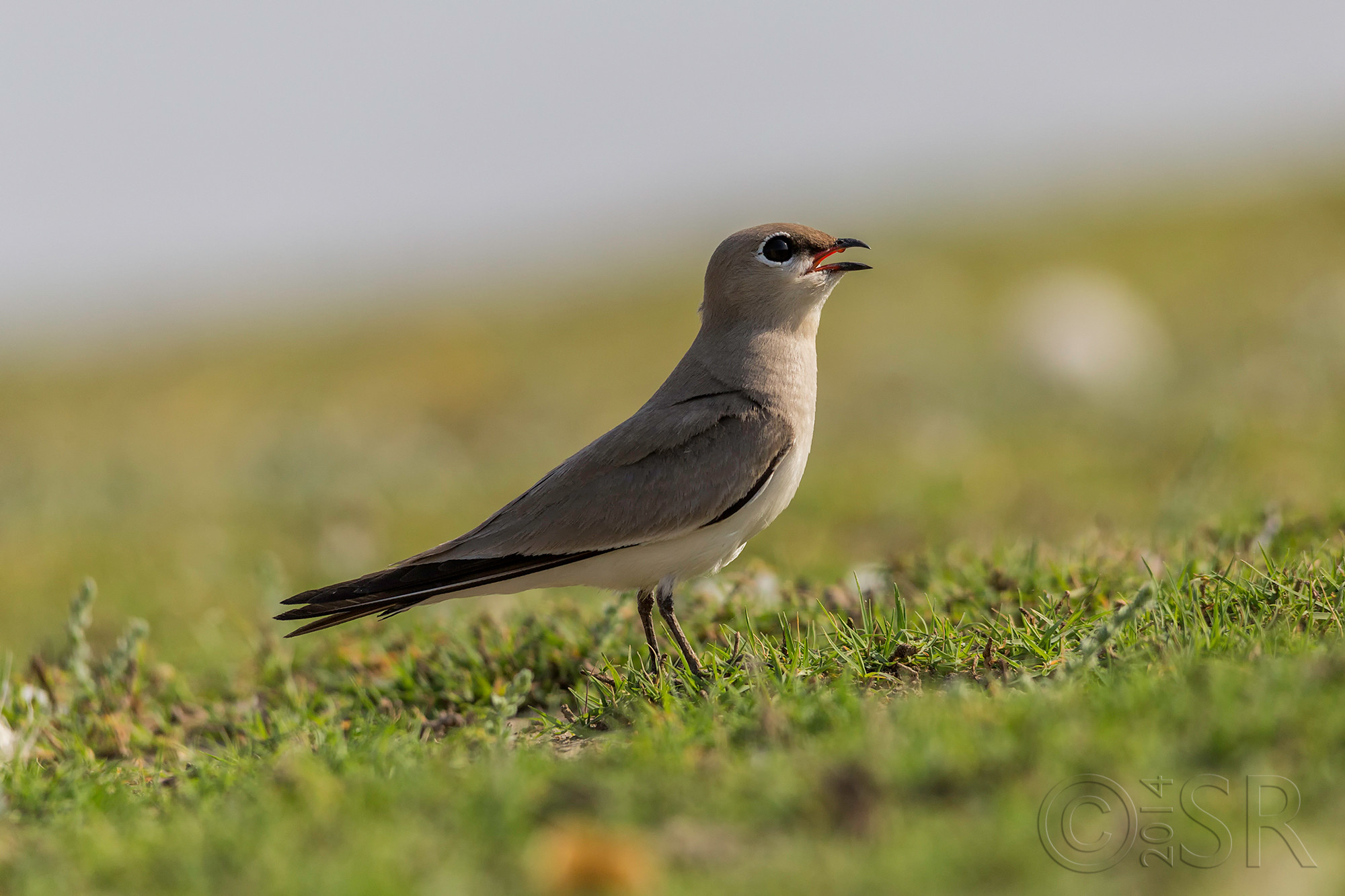 TJ2A3987-small-pratincole