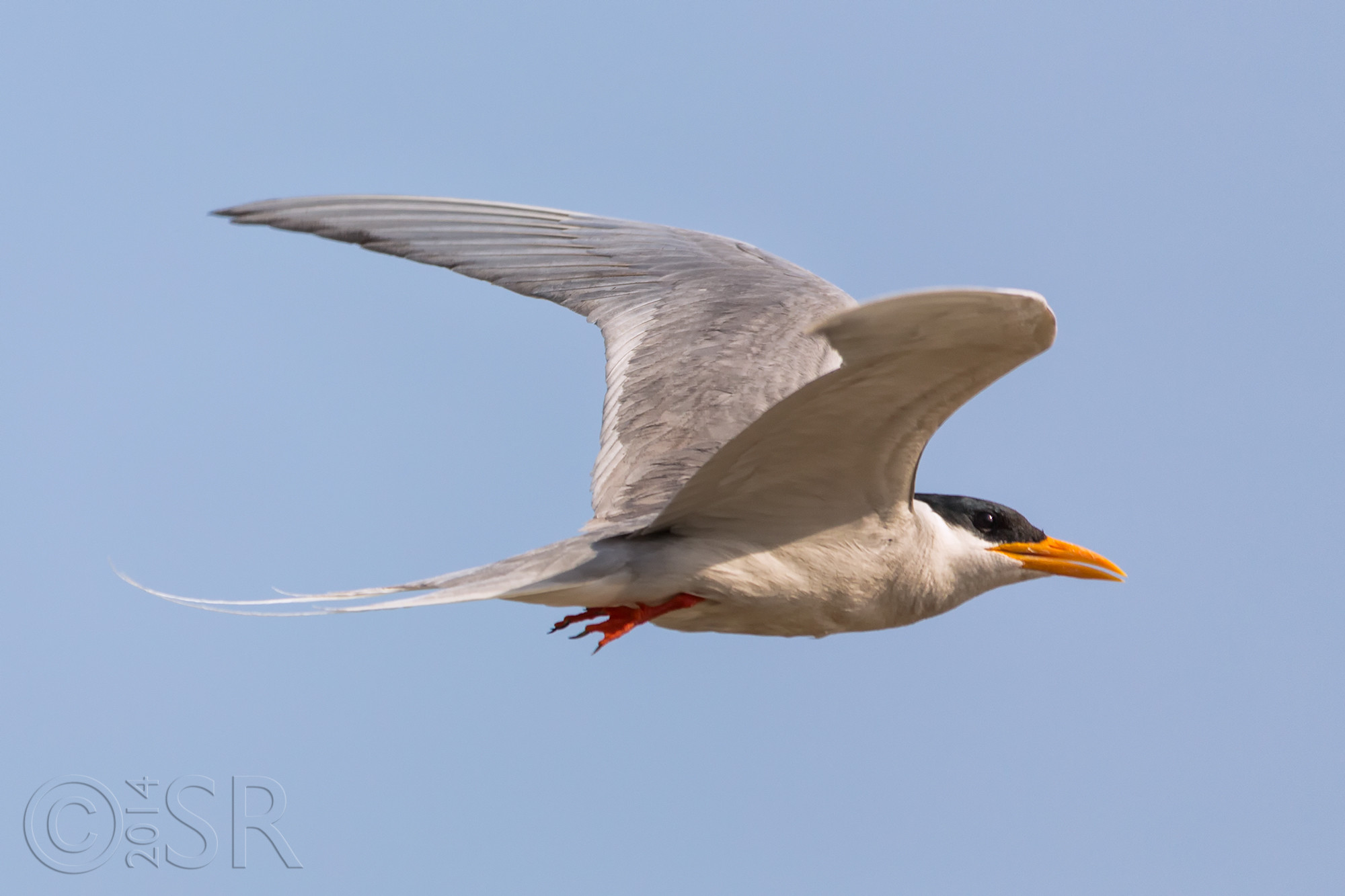 TJ2A4113-river-tern