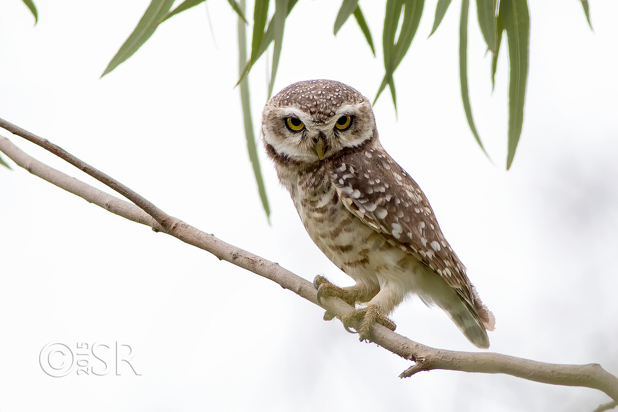 TJ2A4193-spotted-owlet