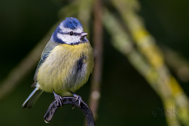 TJ2A4225-blue-tit-web