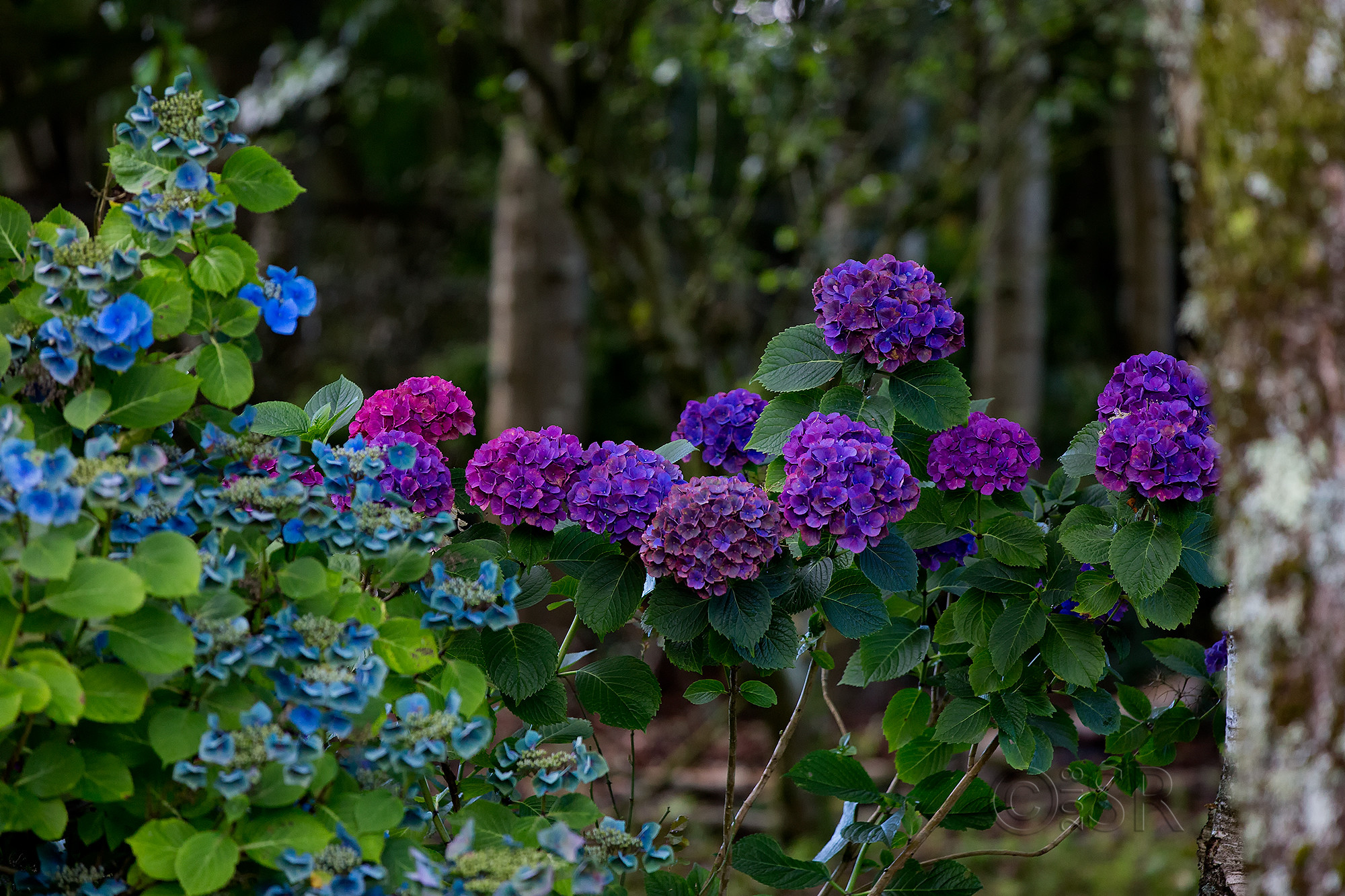 TJ2A4539-irish-flowers-cover