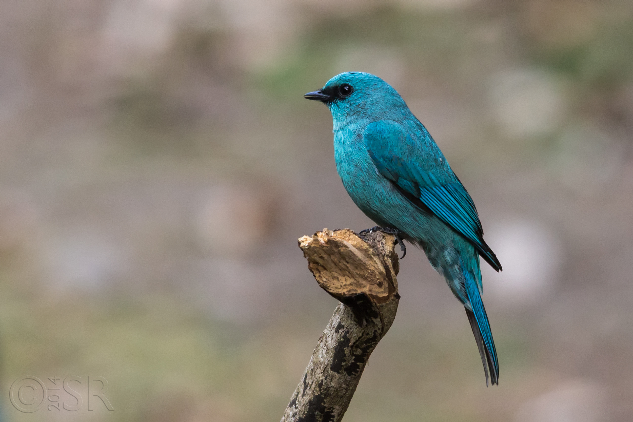 TJ2A4868-verditer-flycatcher