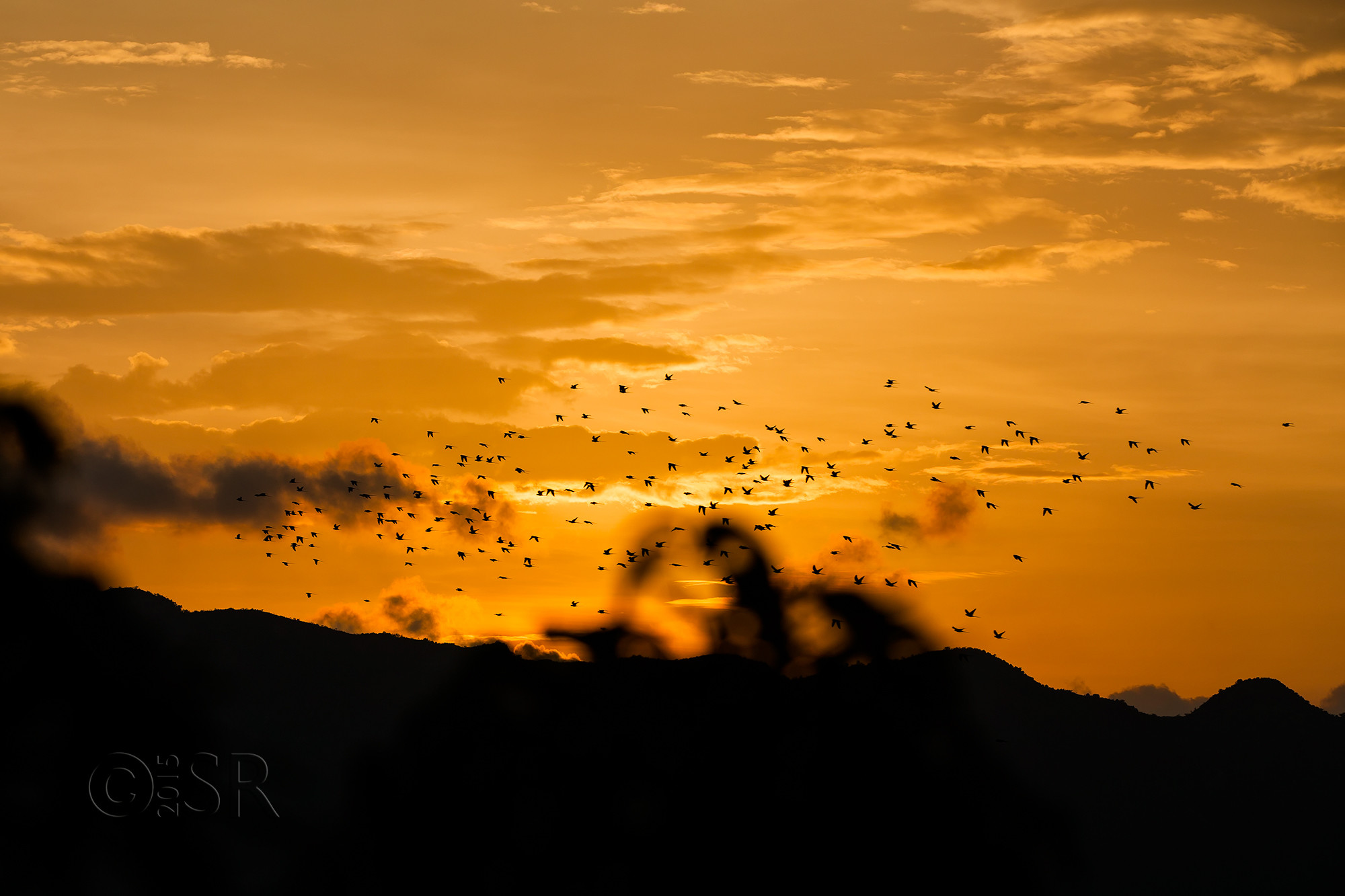 TJ2A4908-sunset-parakeet