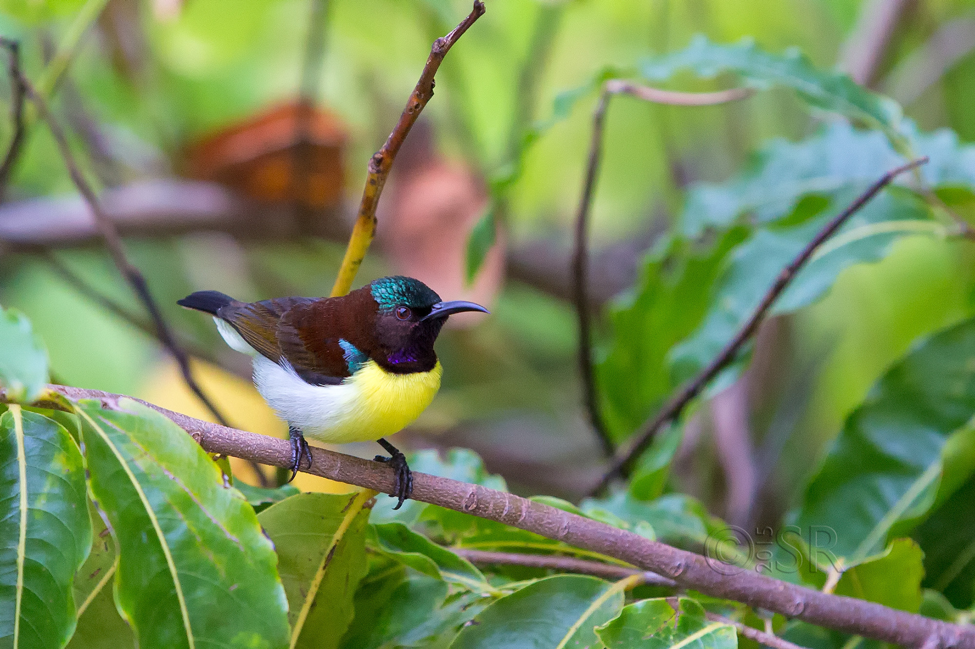 TJ2A4949-purple-rumped-sunbird-male