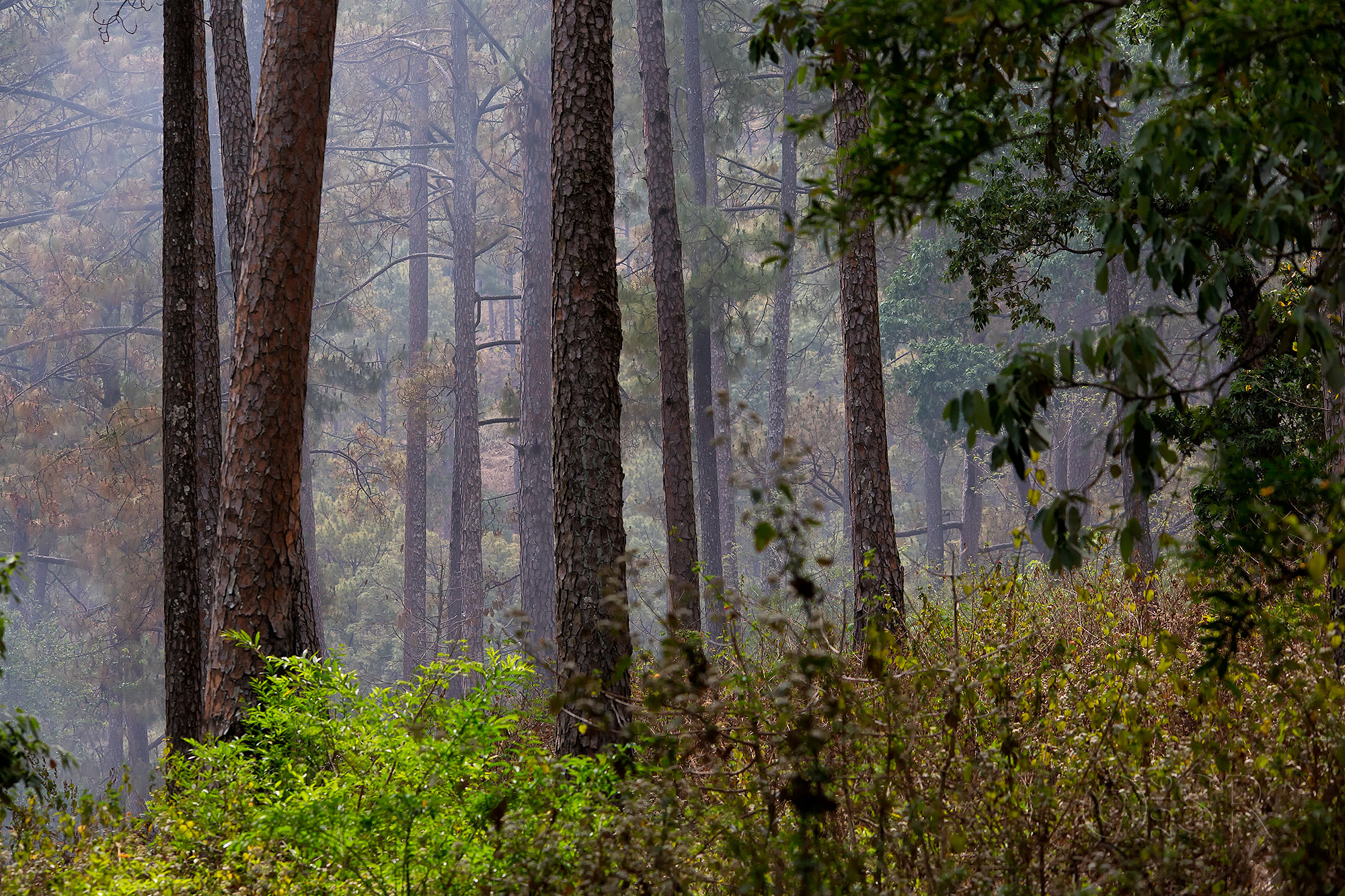 TJ2A5069-sattal-forest-view