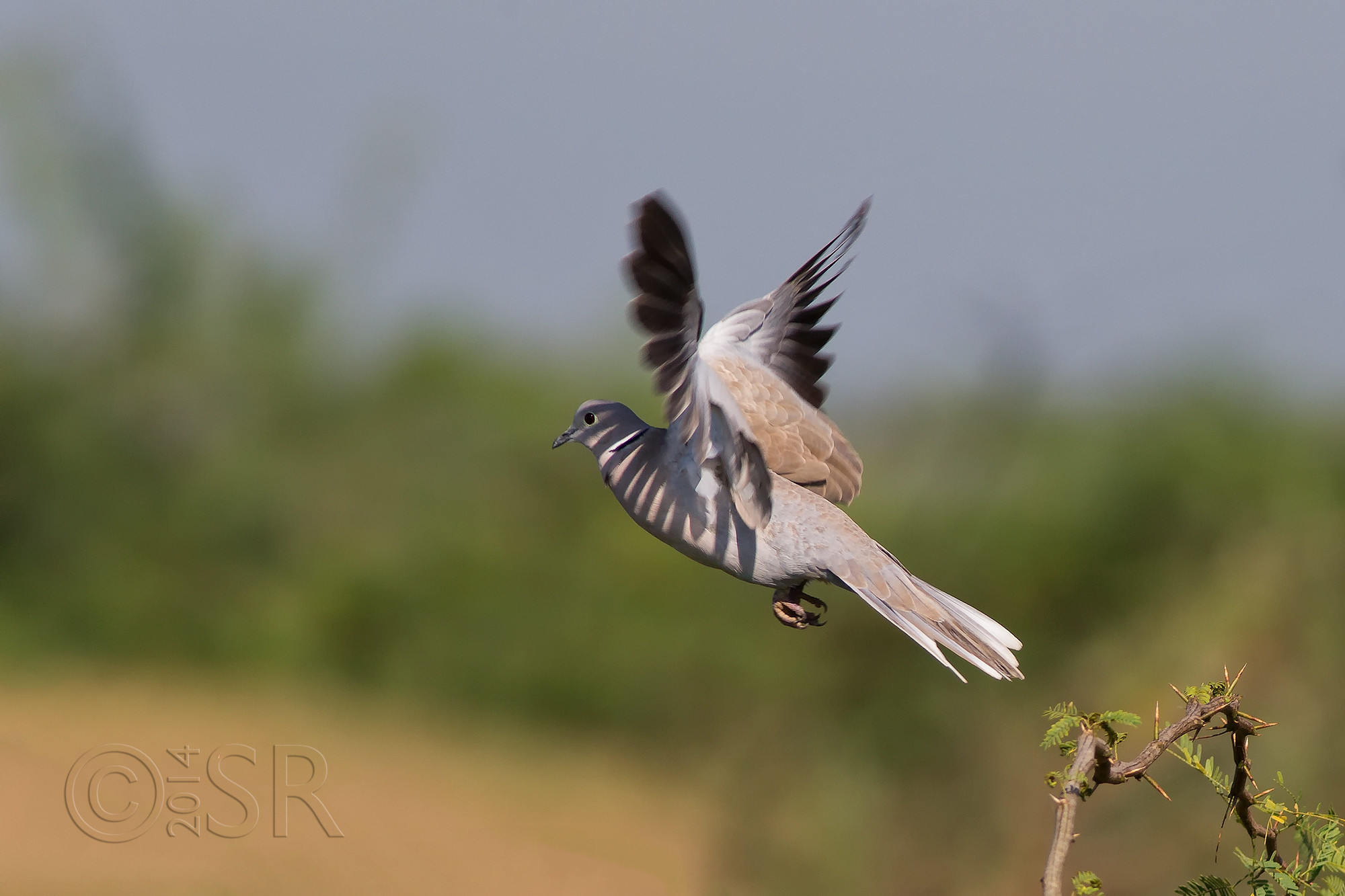 TJ2A5119-collared-dove