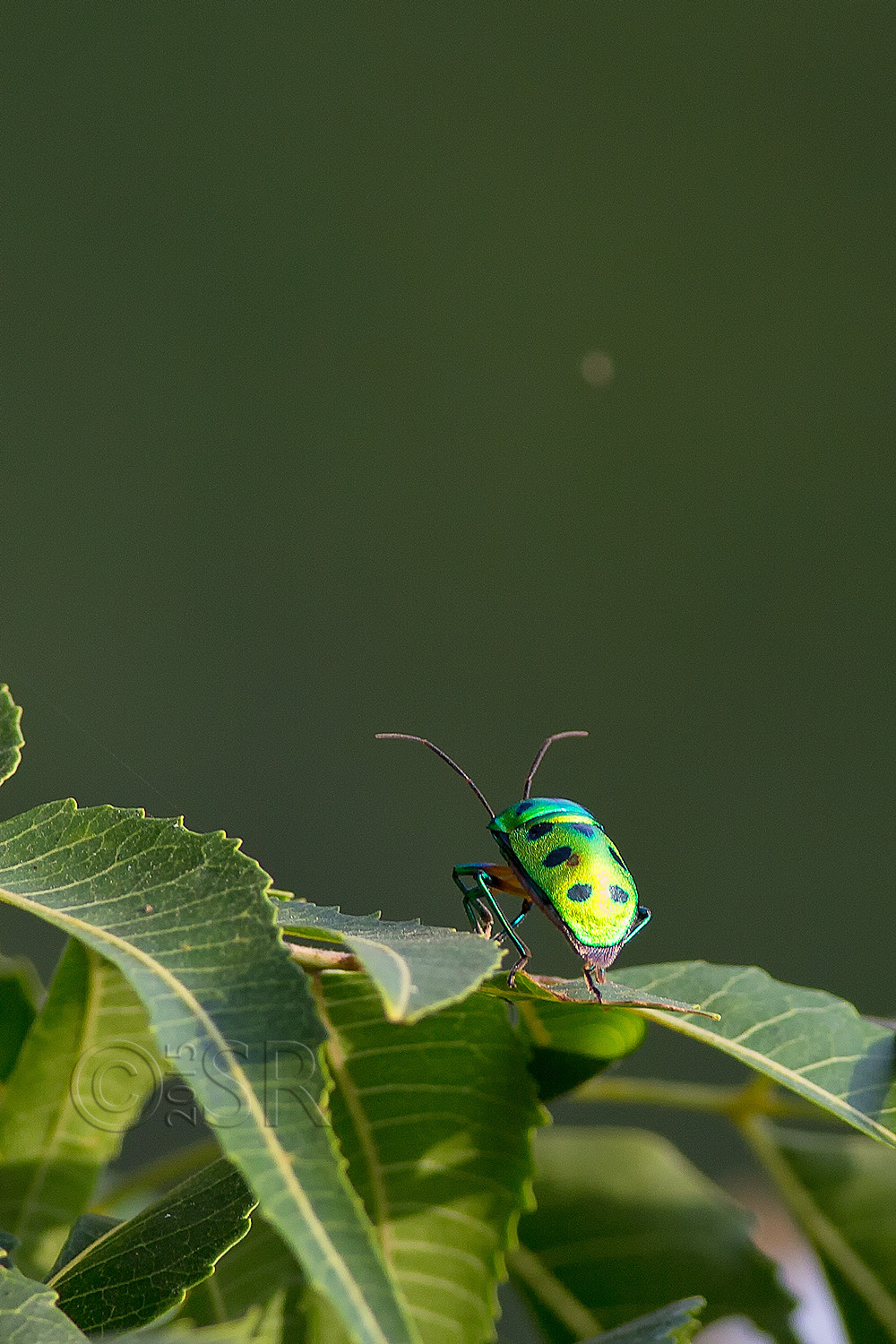 TJ2A5131-jewel-beetle