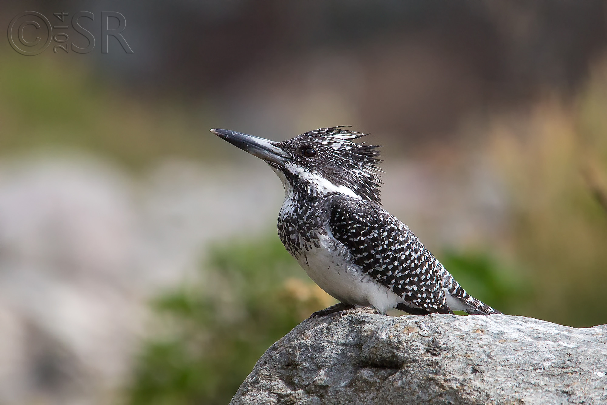 TJ2A5208-crested-kingfisher