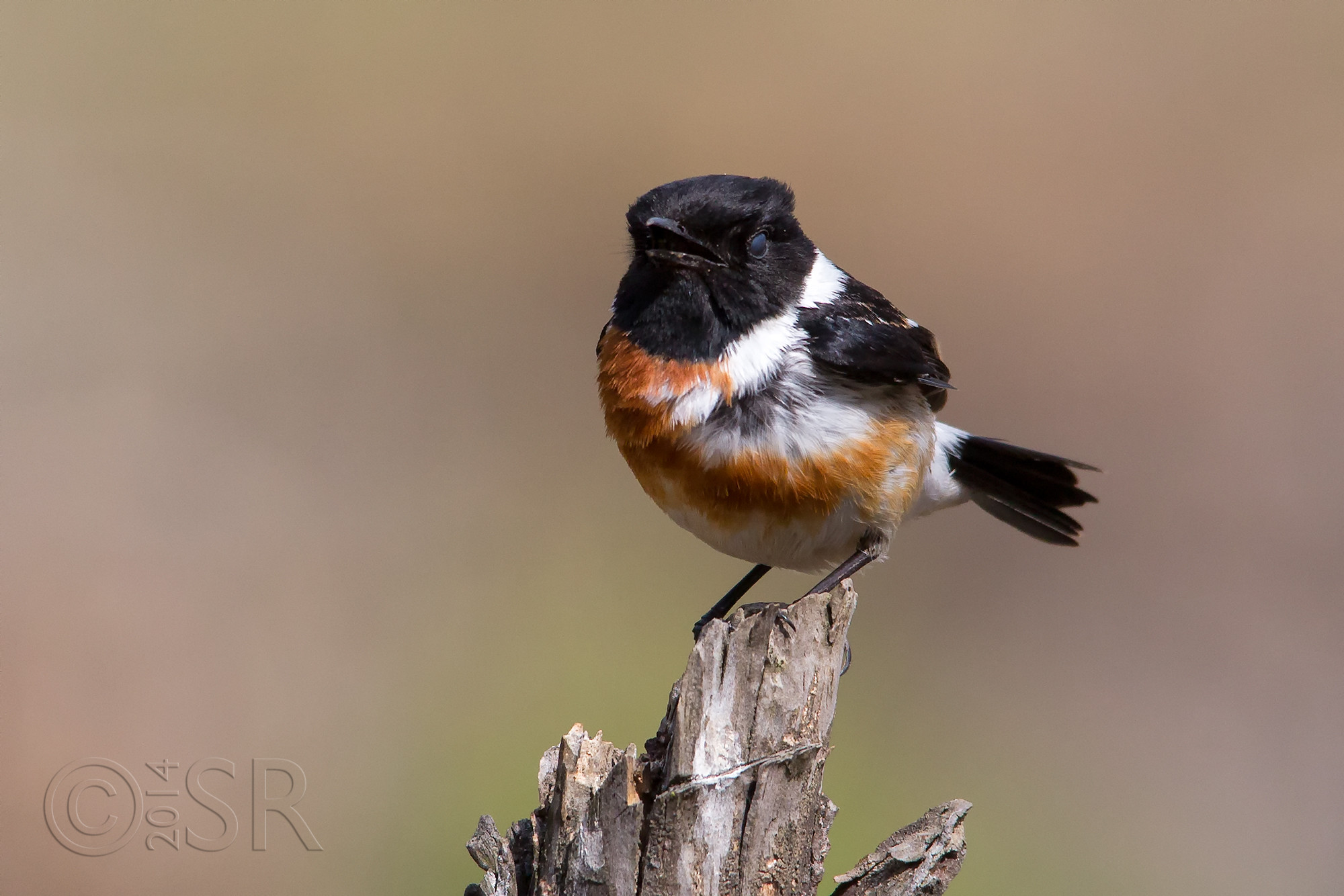 TJ2A5261-siberian-stonechat