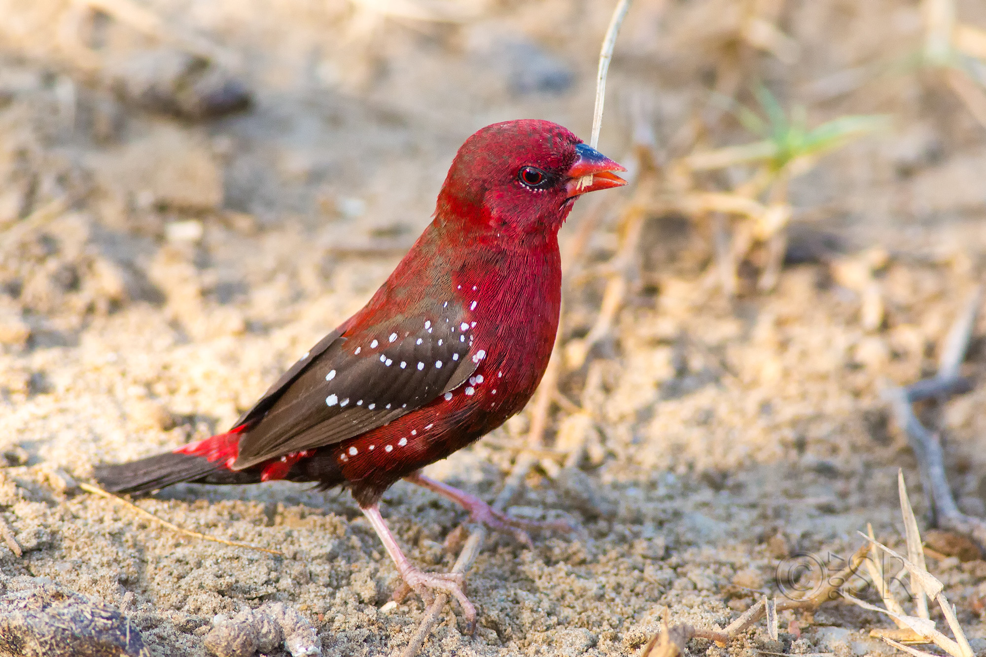 TJ2A5375-red-avadavat