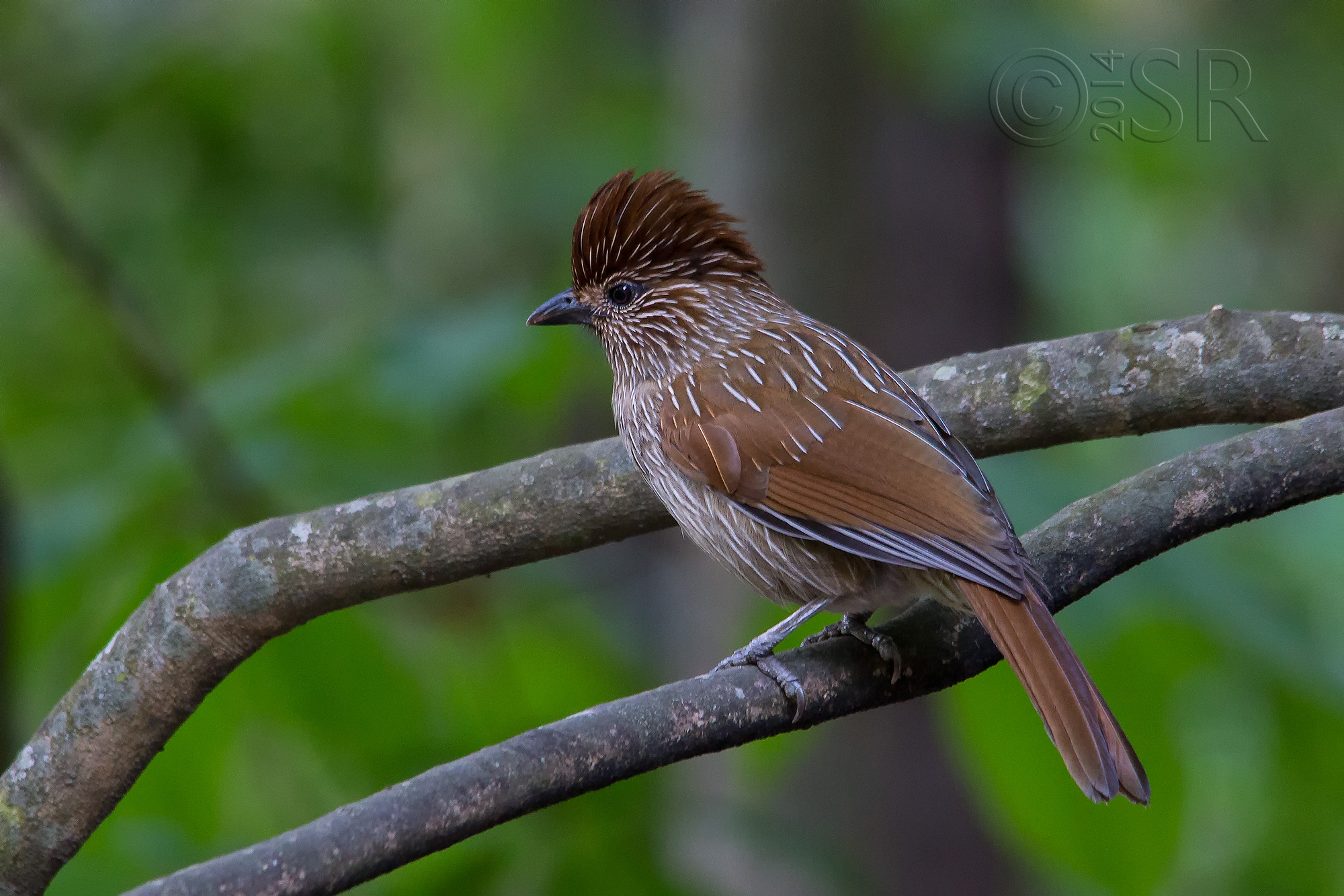TJ2A5521-striated-laughingthrush