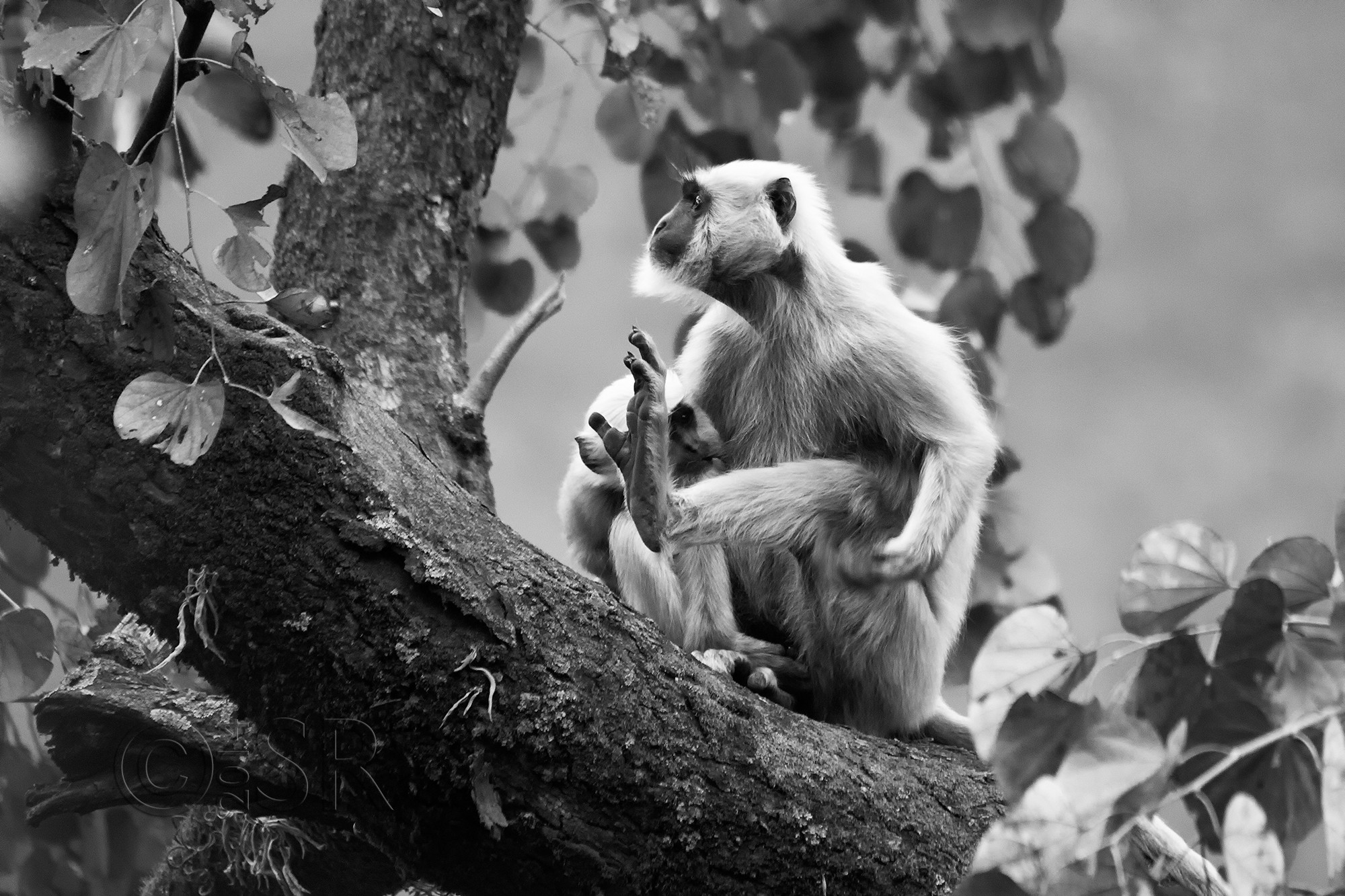 TJ2A5871-langur-bw