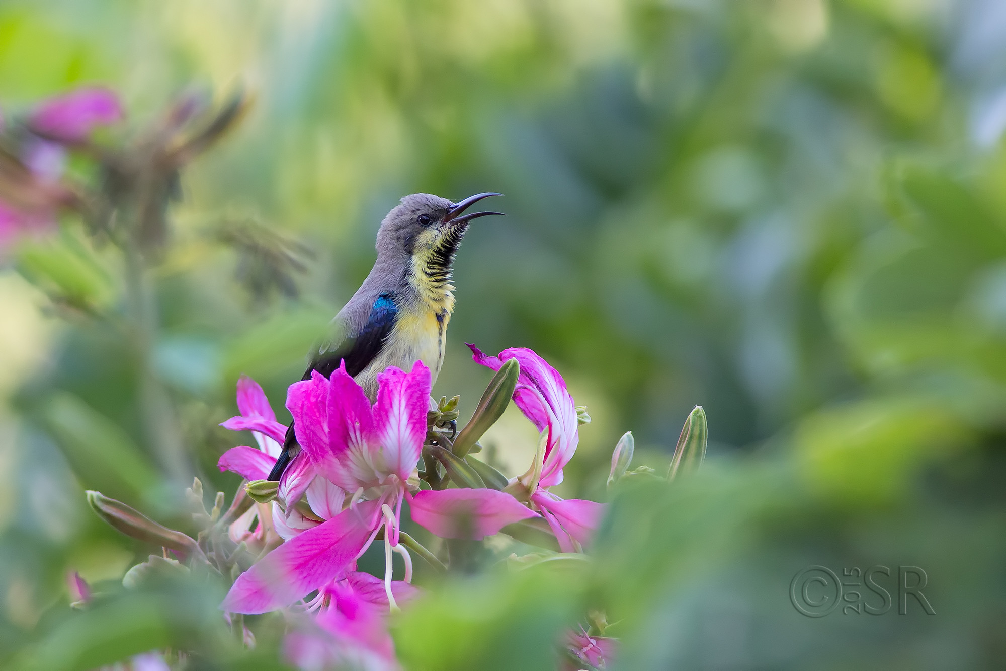 TJ2A6066-sunbird-male-eclipse-habitat