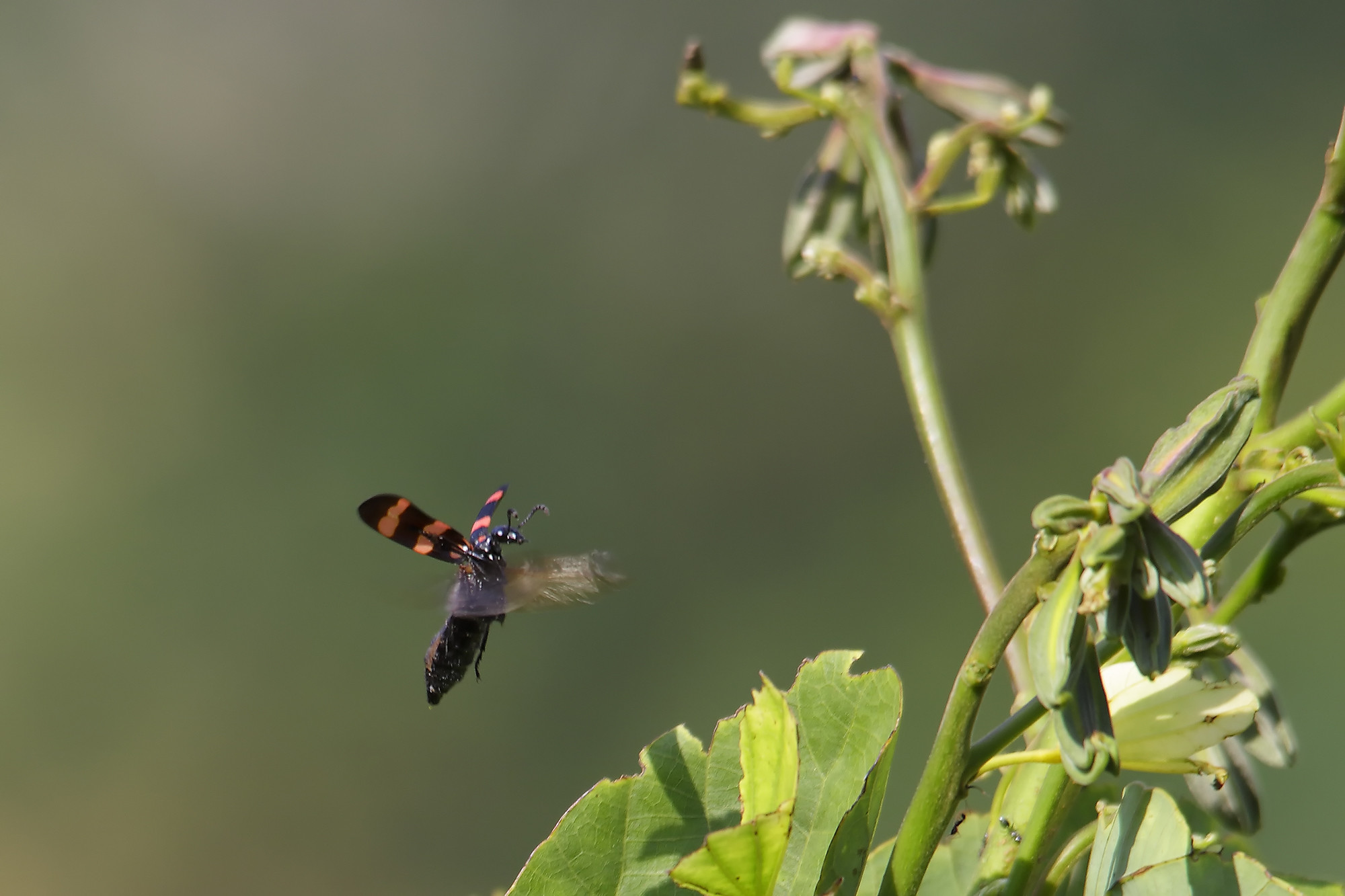 TJ2A6072-blister-beetle-flight