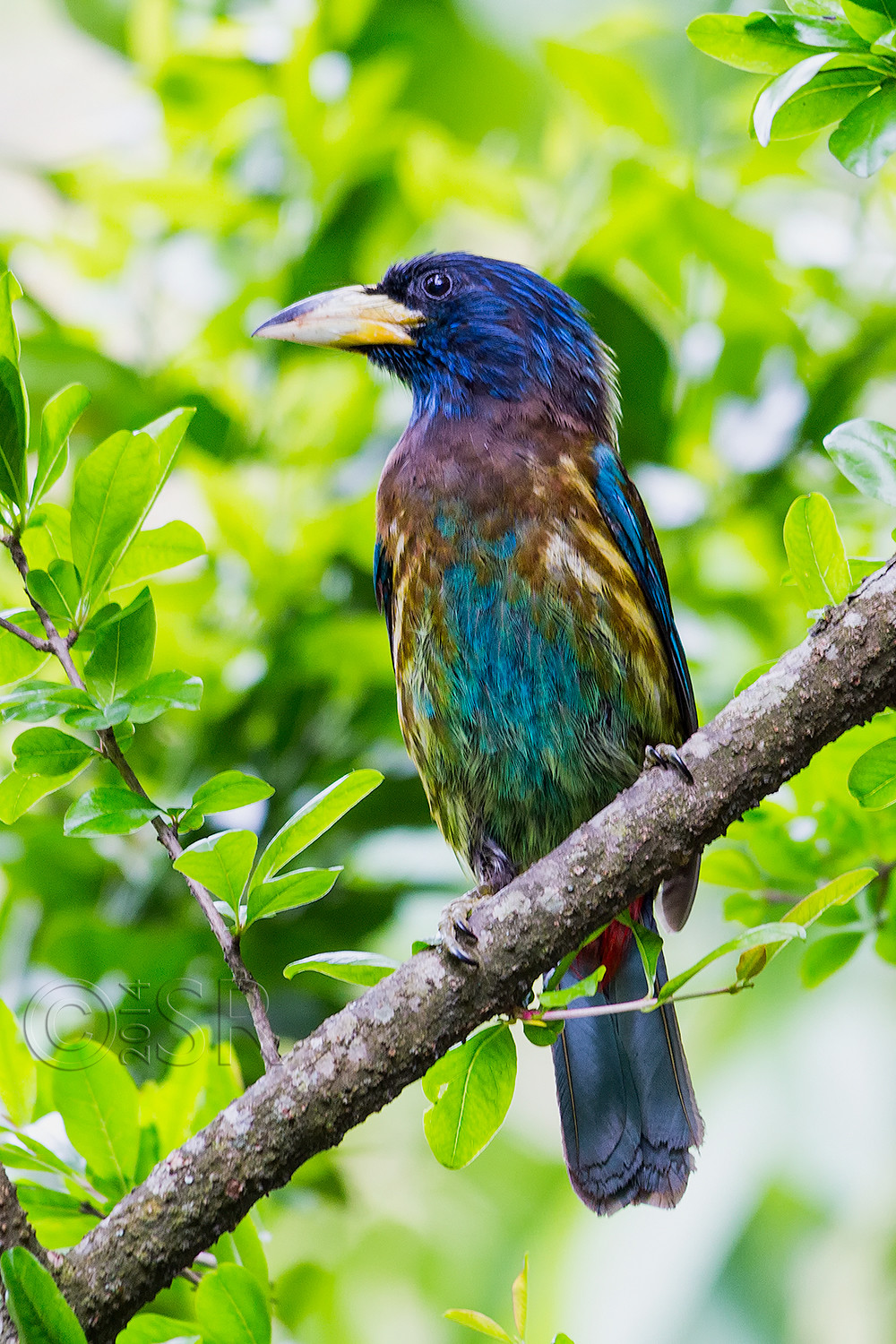TJ2A6602-greater-barbet