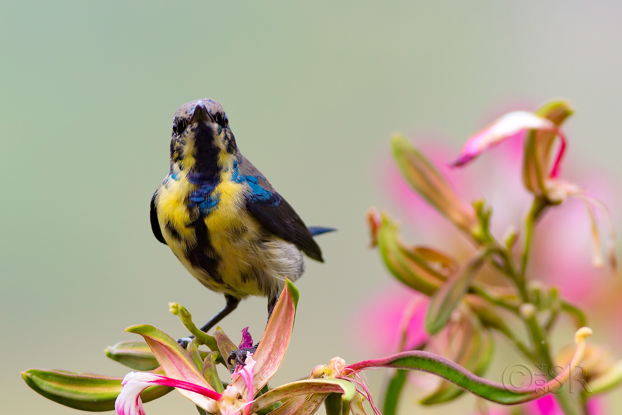 TJ2A7265-sunbird-eclipse-front