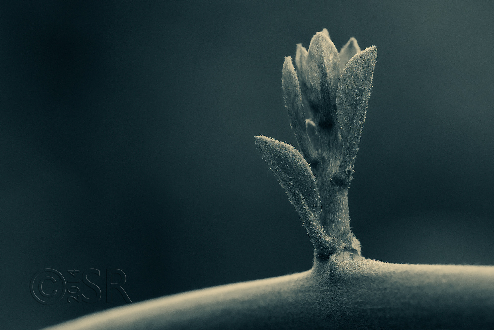 TJ2A7289-macro-splittone